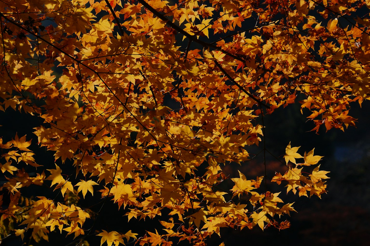 Feuilles d'automne orange vif sur une branche d'arbre