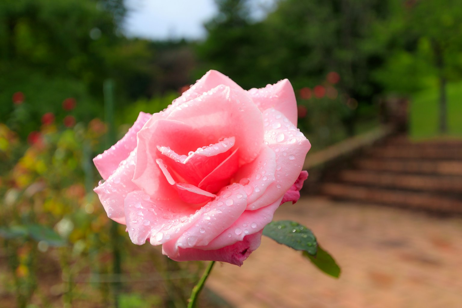 Belle rose rose avec de la rosée scintillante dans un jardin
