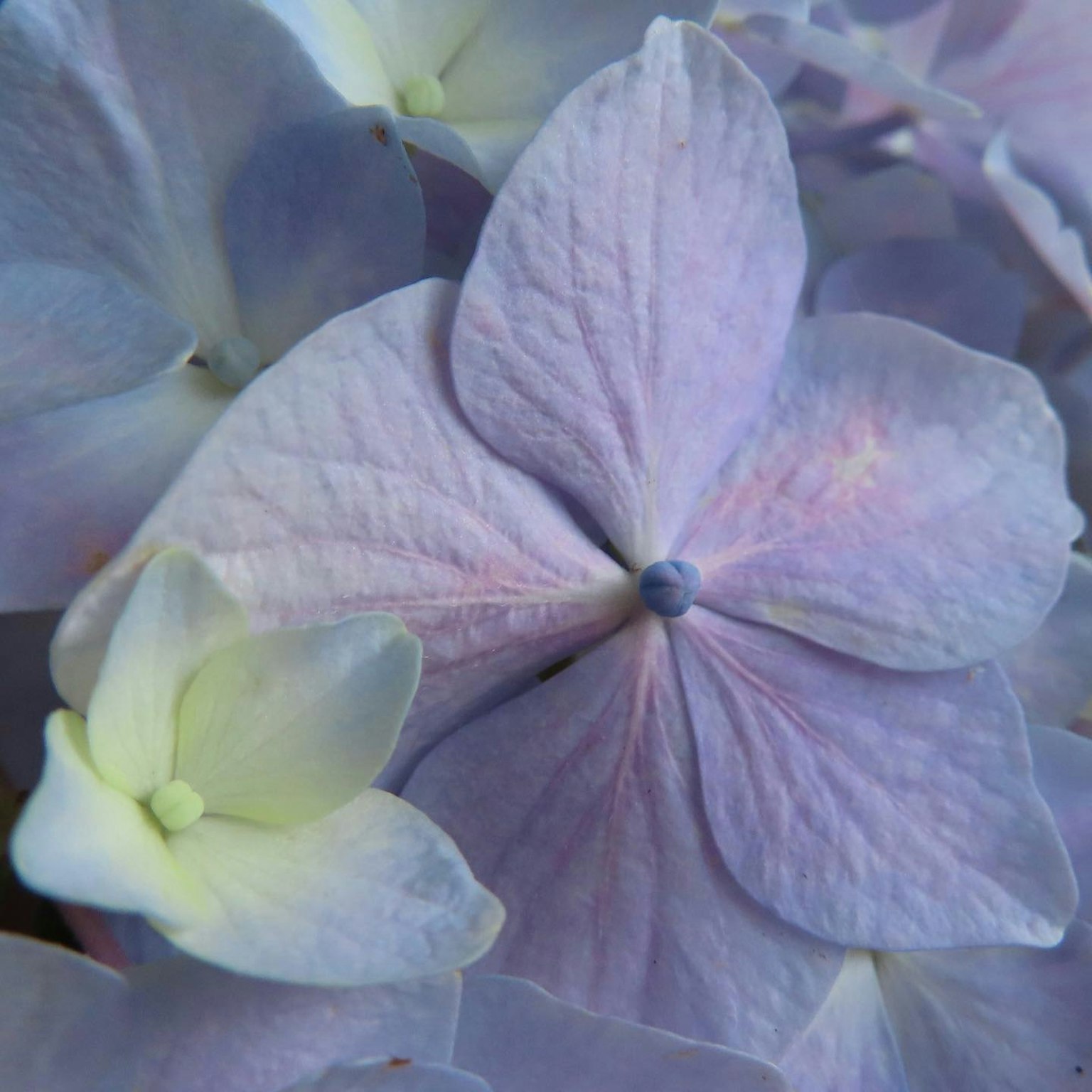 Petali di ortensia lavanda delicati con un centro blu