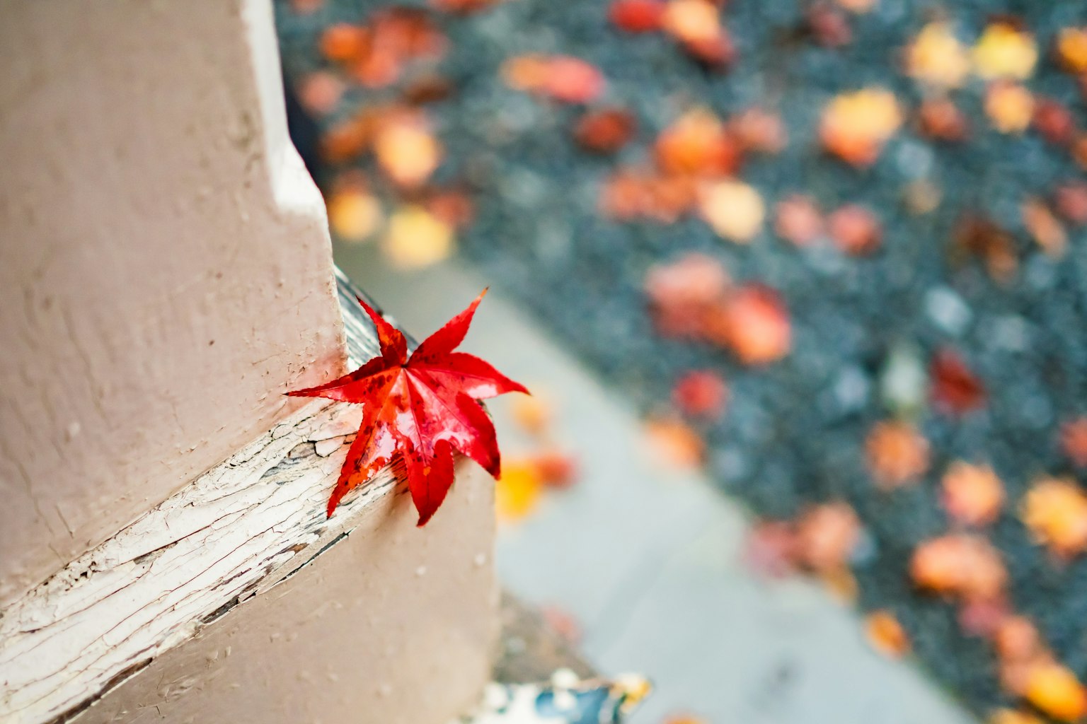 Une feuille rouge reposant sur un coin d'un mur avec des feuilles tombées colorées autour