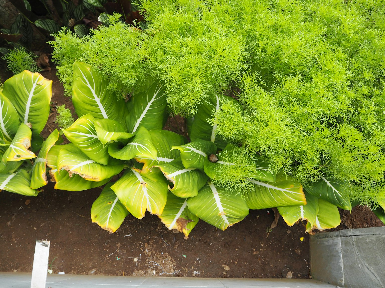 茂盛的綠色植物，帶有大葉子和黃色邊緣