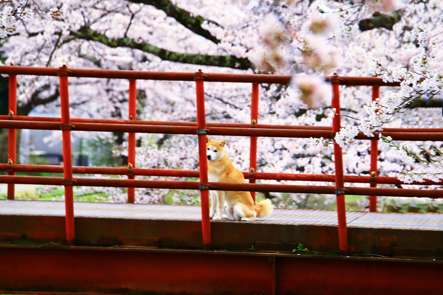 Dog sitting on a red bridge under cherry blossom trees