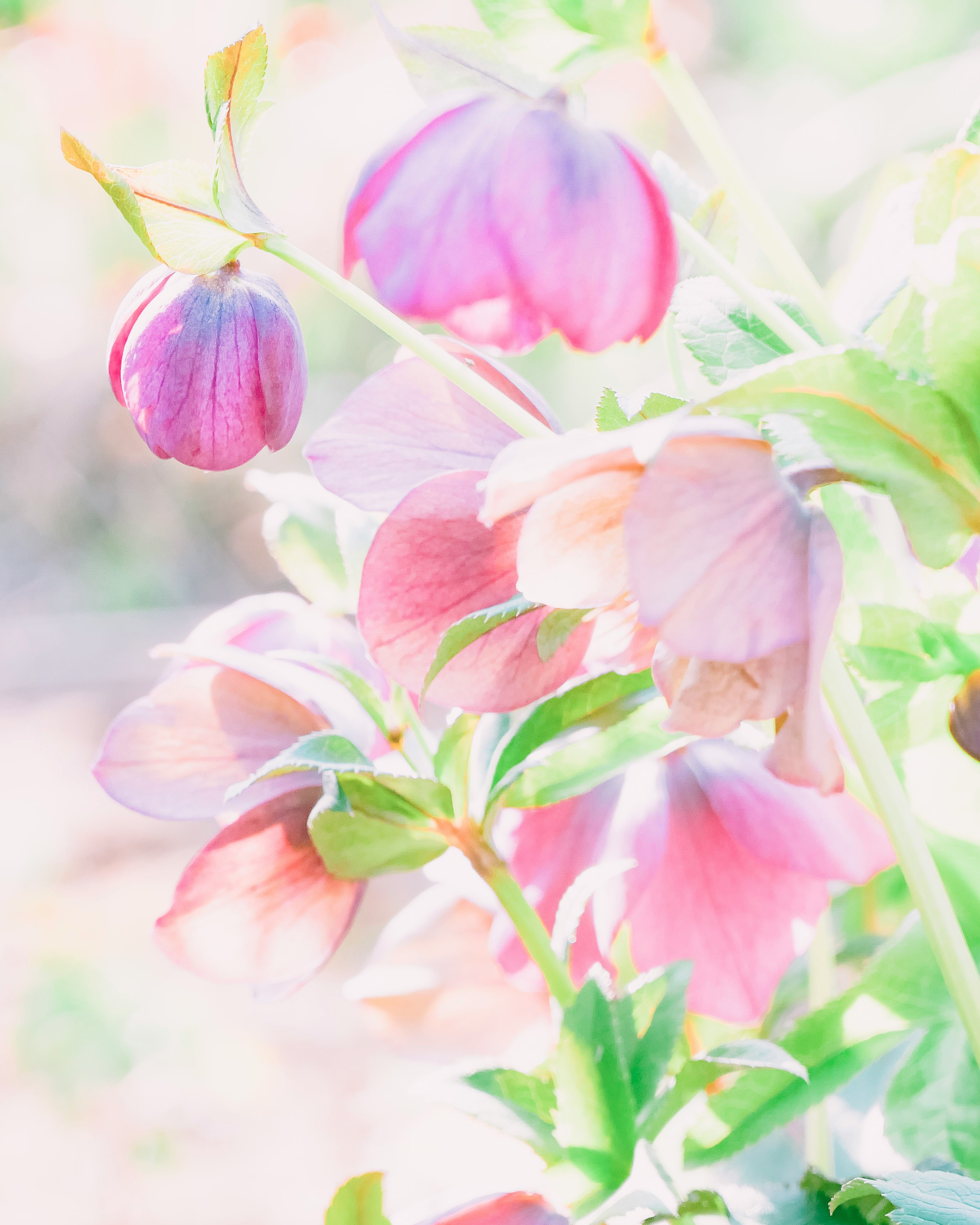 淡い色の花が咲く春の花畑のようなクローズアップ