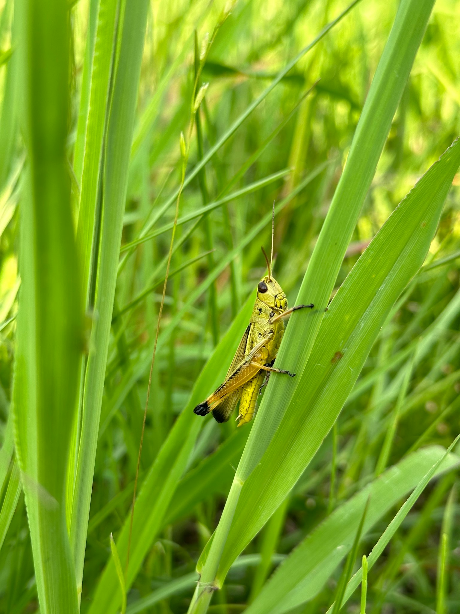 A green grasshopper perched among tall grass