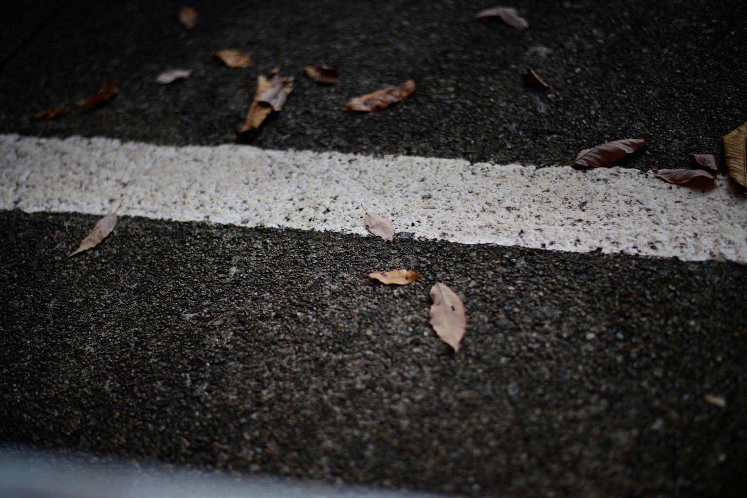 舗装された道路の白いラインと落ち葉