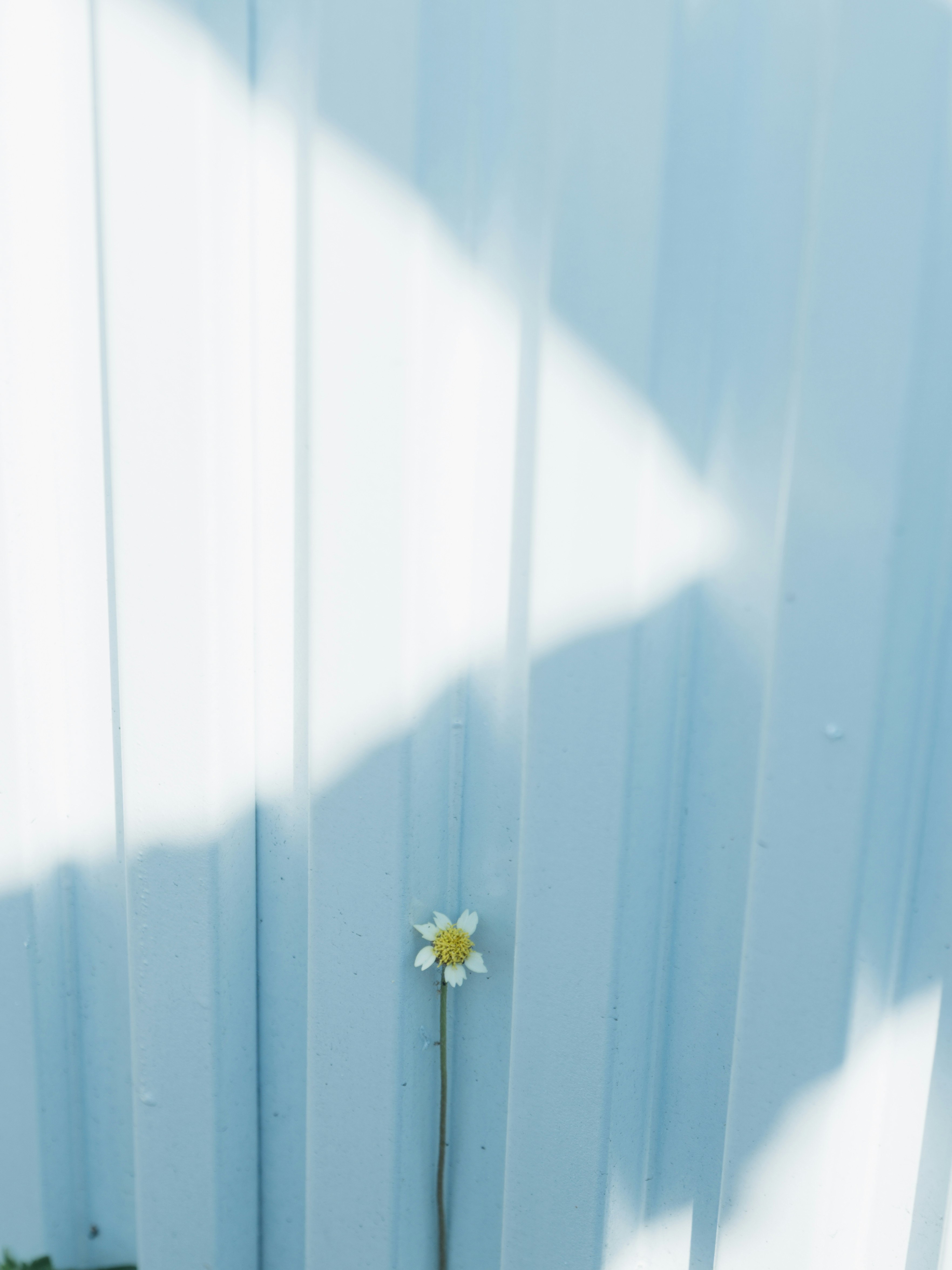 青い壁の前に咲く小さな花
