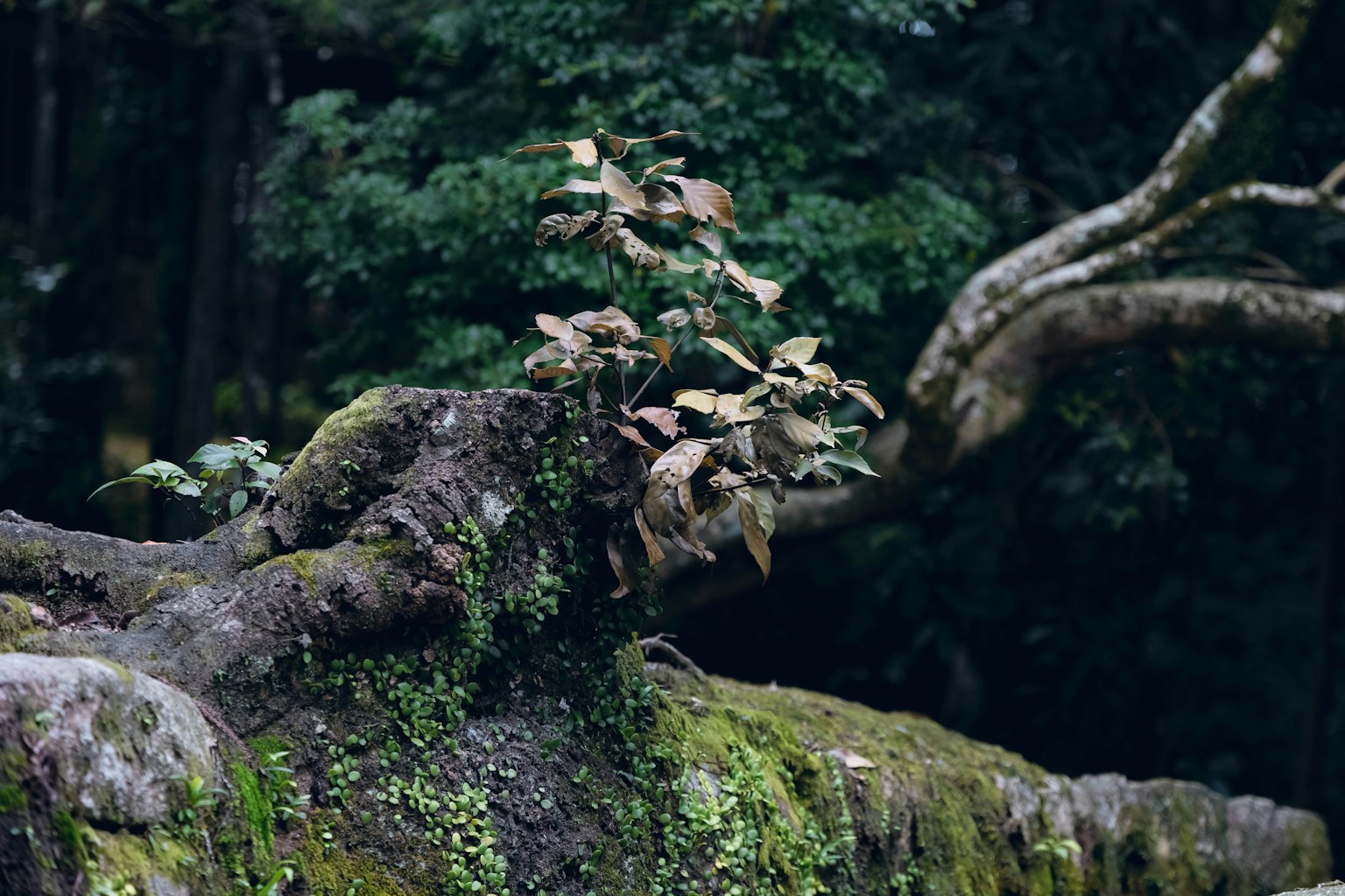 Pequeña planta creciendo sobre raíces de árbol cubiertas de musgo rodeadas de vegetación