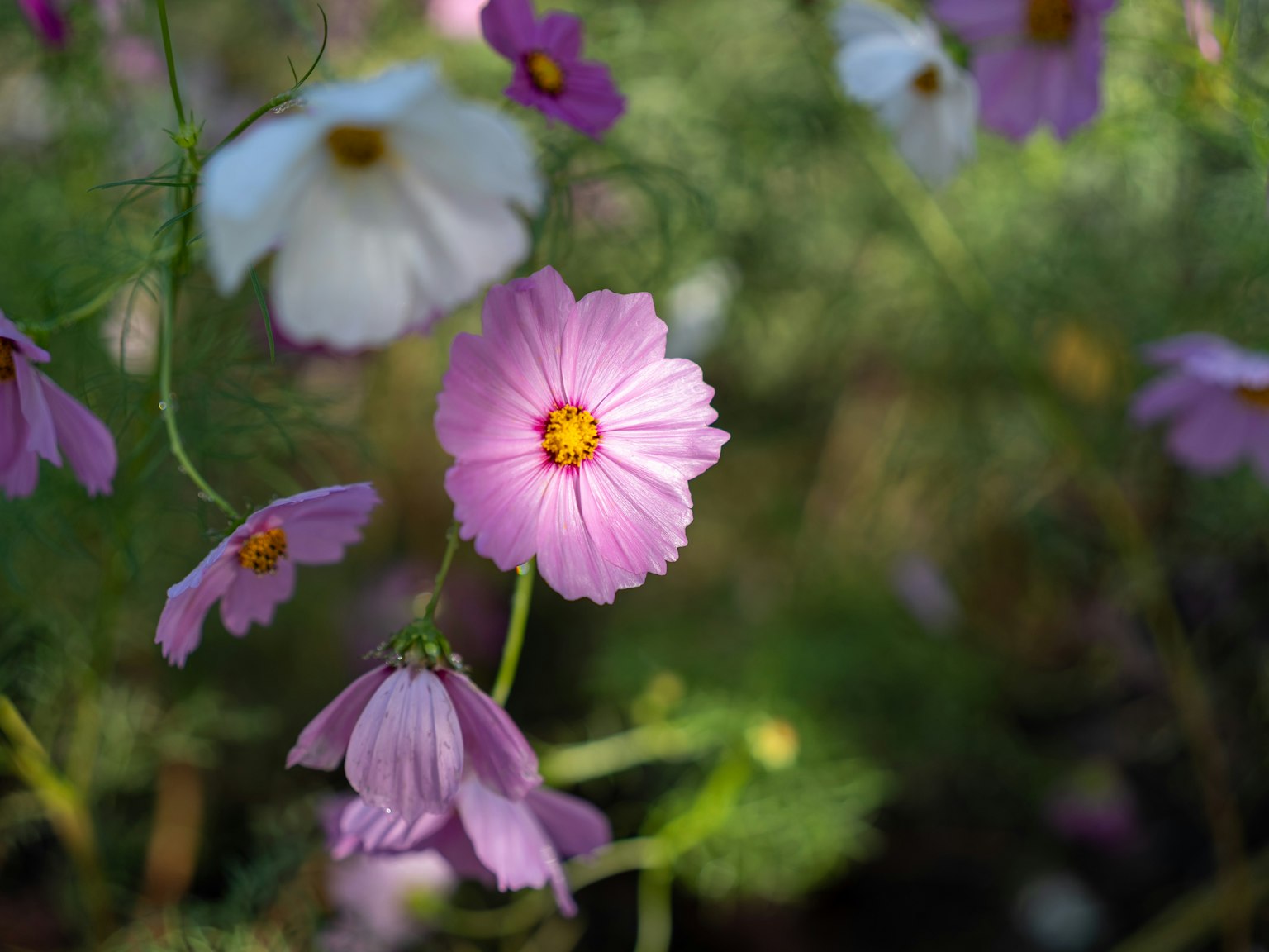 Gartenszene mit rosa und weißen Blumen