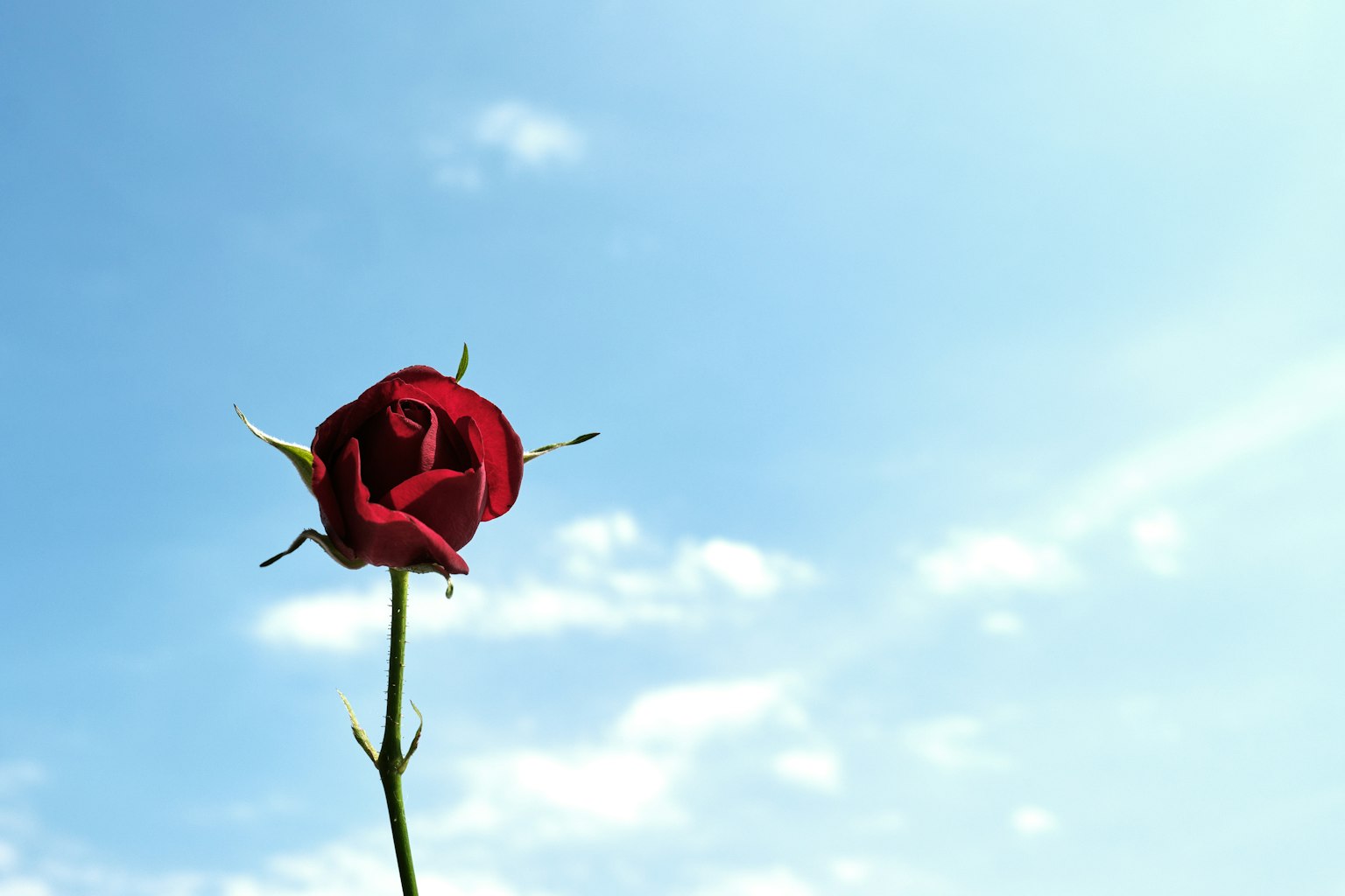 A red rose blooming against a blue sky