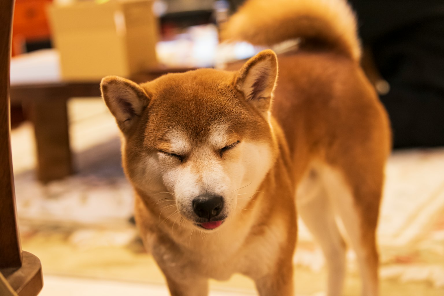 Un Shiba Inu che sta in piedi all'interno con gli occhi chiusi