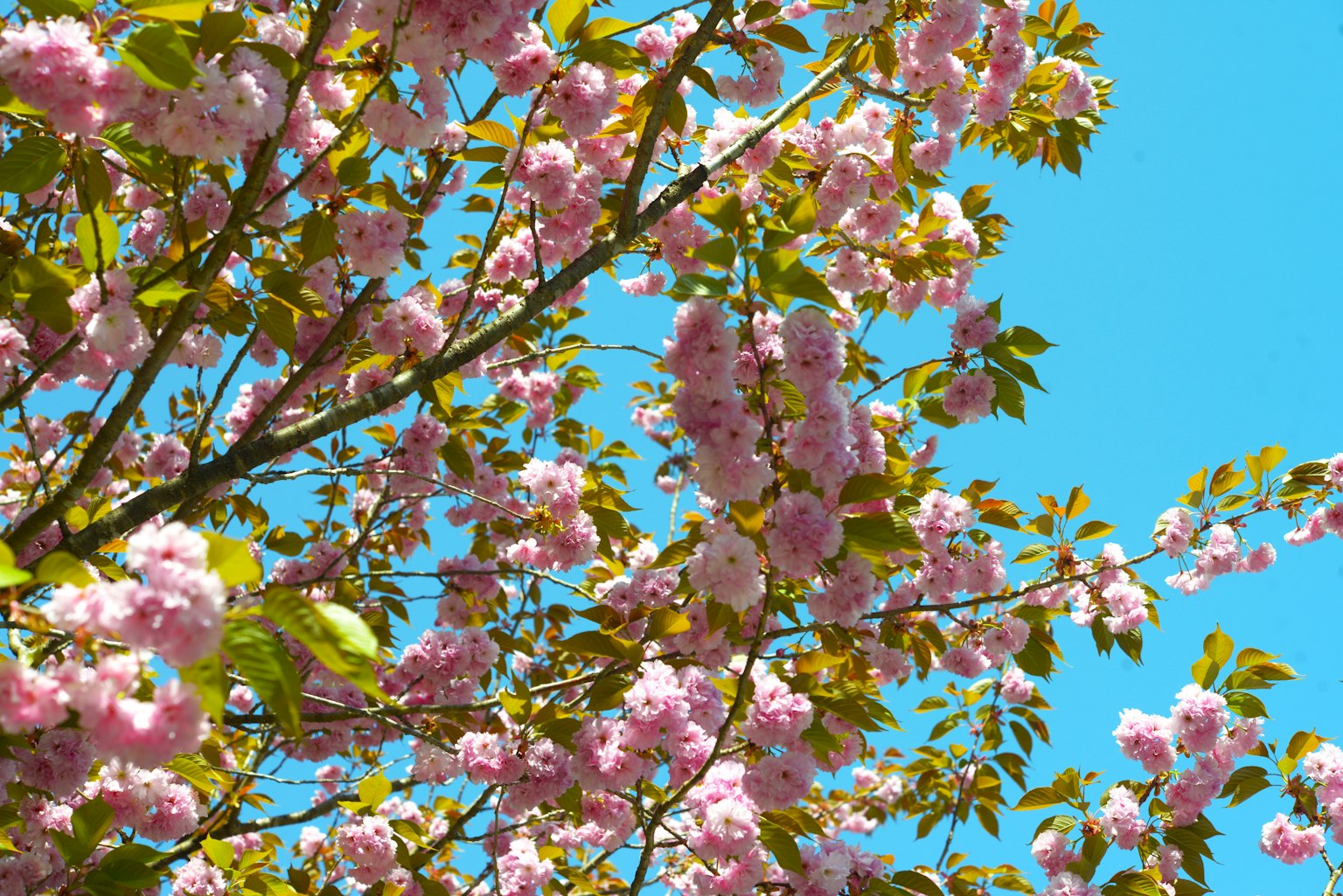 Bunga sakura merah muda dan daun hijau di bawah langit biru cerah