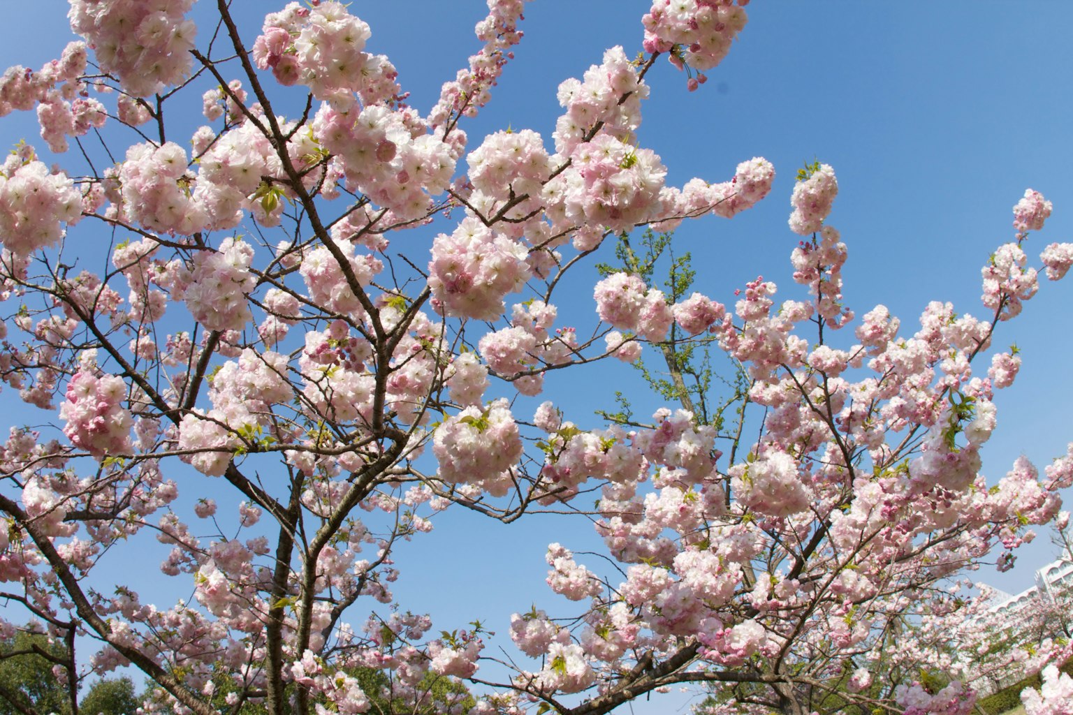 Albero di ciliegio con fiori rosa contro un cielo blu chiaro