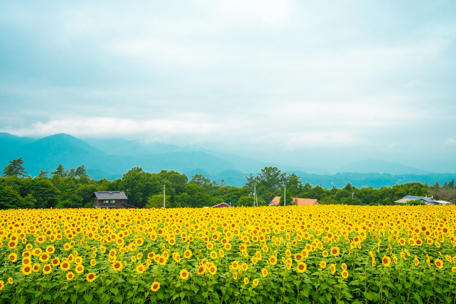 Champ de tournesols vaste avec des montagnes en arrière-plan