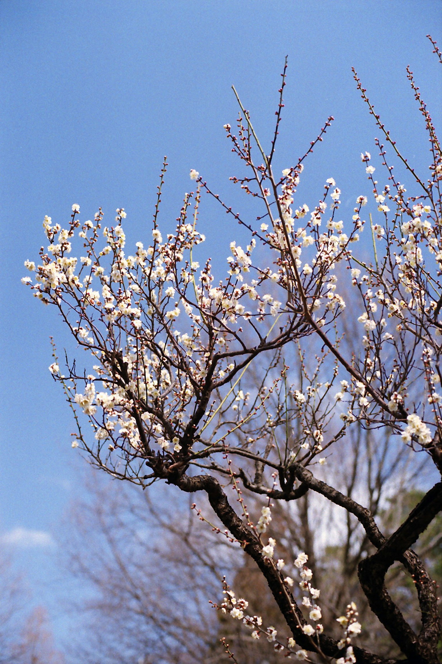 Fiori di prugno bianchi che sbocciano su rami contro un cielo blu