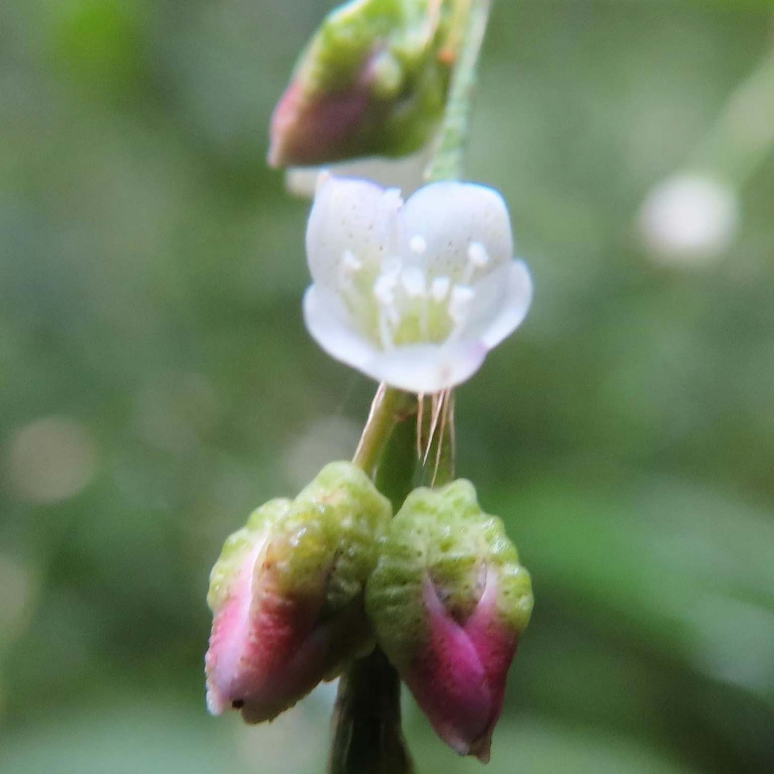 特写植物，具有白色花朵和绿色及红色蕾苞