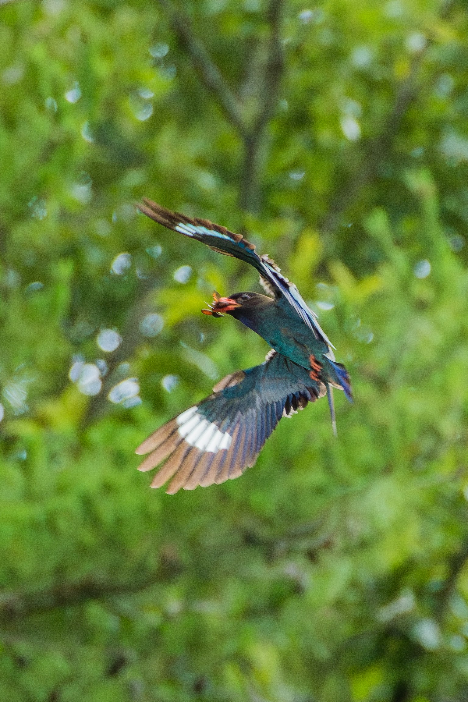 A beautiful bird flying against a green background The bird has blue and brown feathers and is holding prey