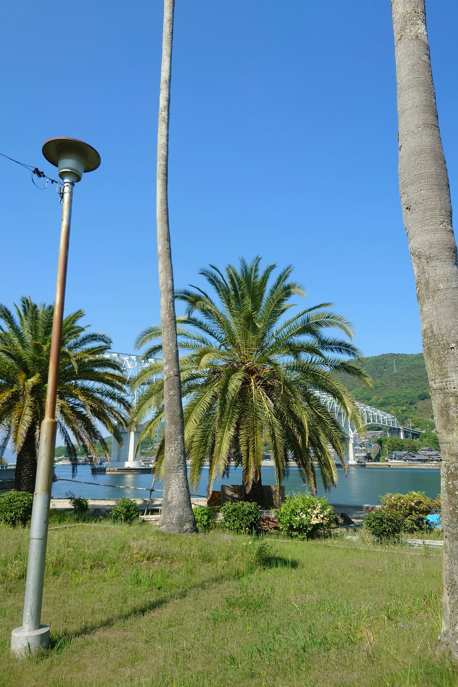 Vista costiera con palme sotto un cielo blu chiaro
