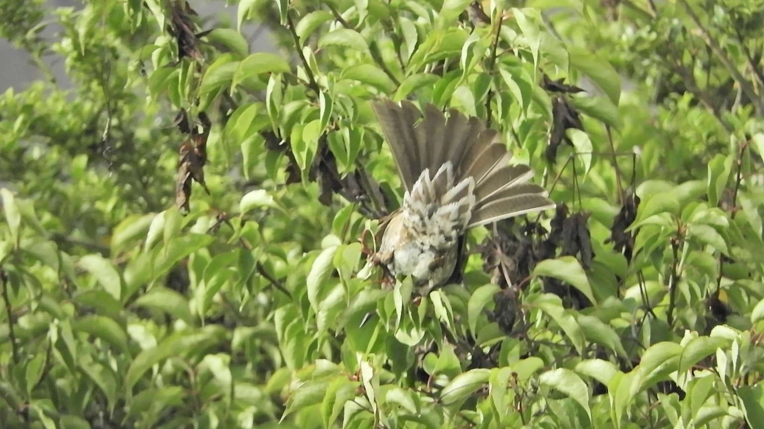 Ein Vogel breitet seine Flügel zwischen grünen Blättern aus