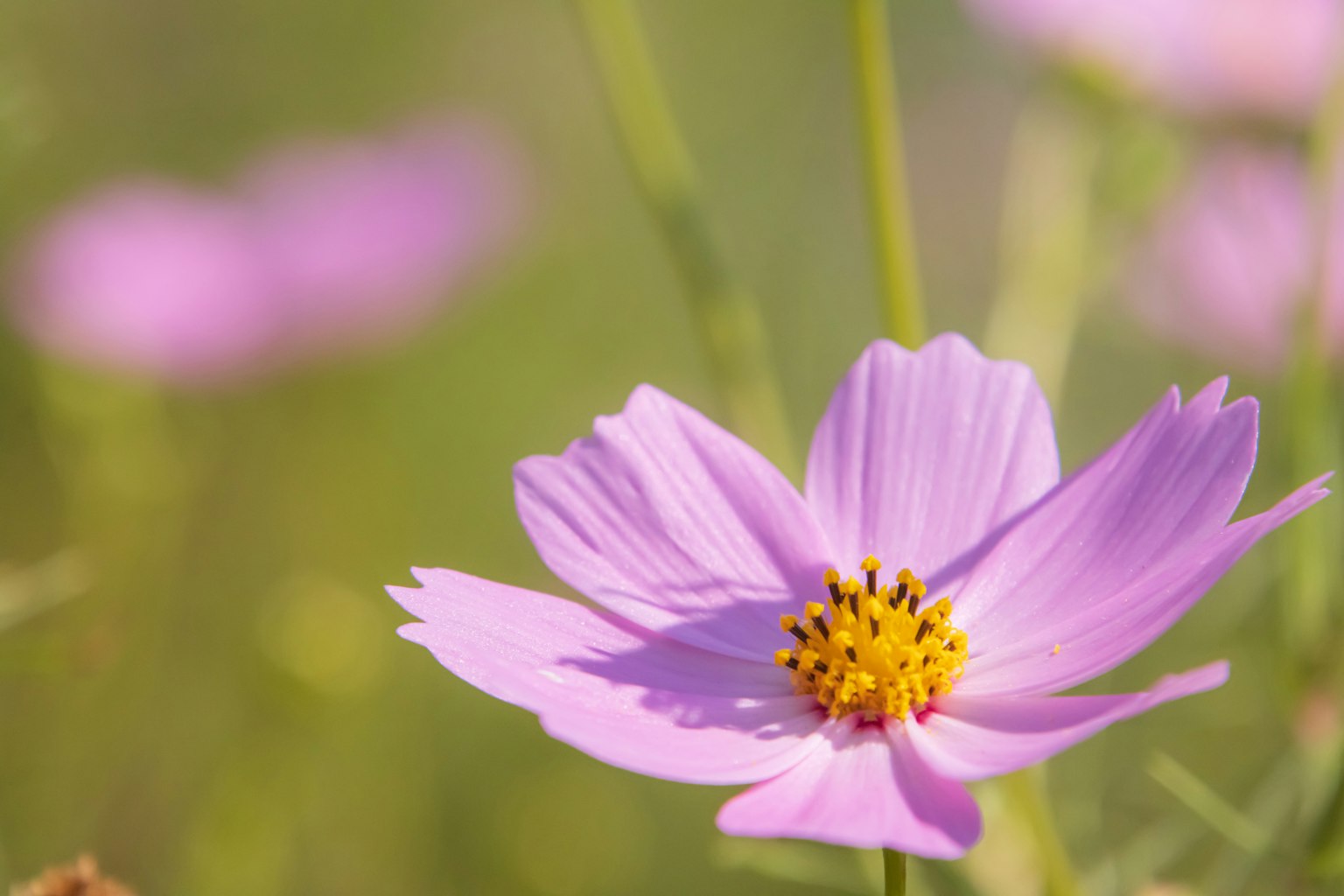 Una flor de cosmos rosa en flor con un fondo verde borroso