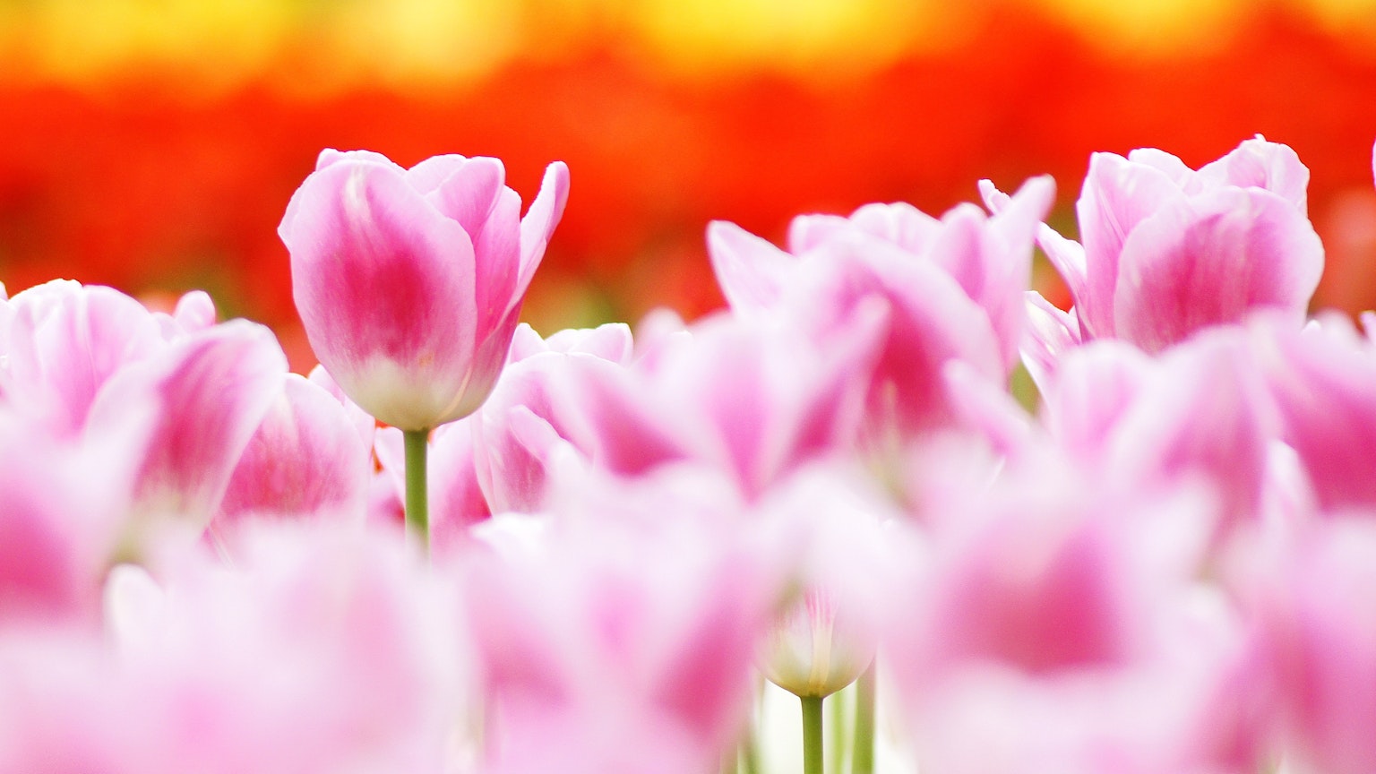 ทุ่งดอกทิวลิปสีชมพูบานพร้อมพื้นหลังเป็นดอกไม้สีส้มและสีเหลือง