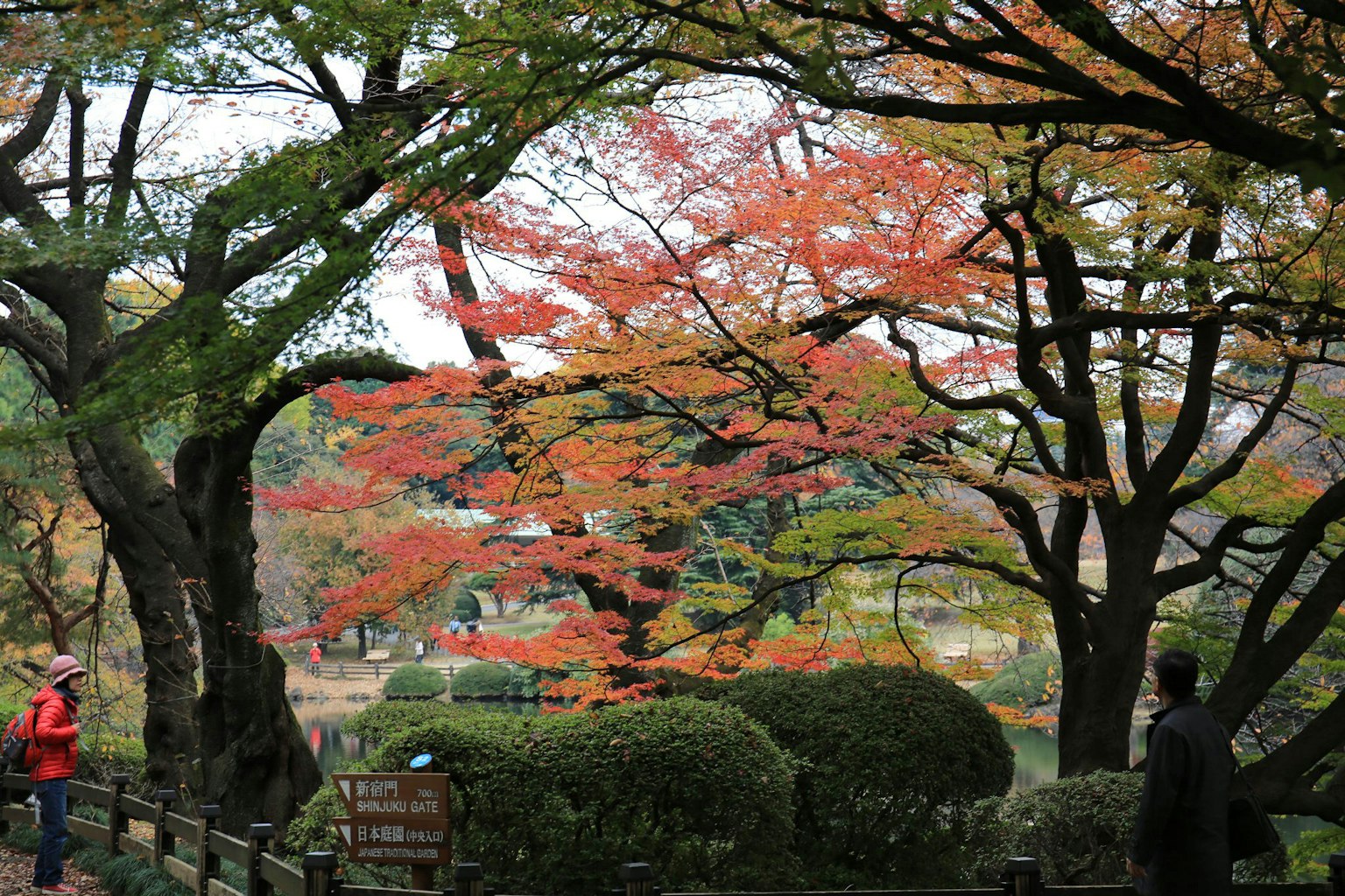 風景如畫的公園景觀與生動的秋季樹葉人們散步