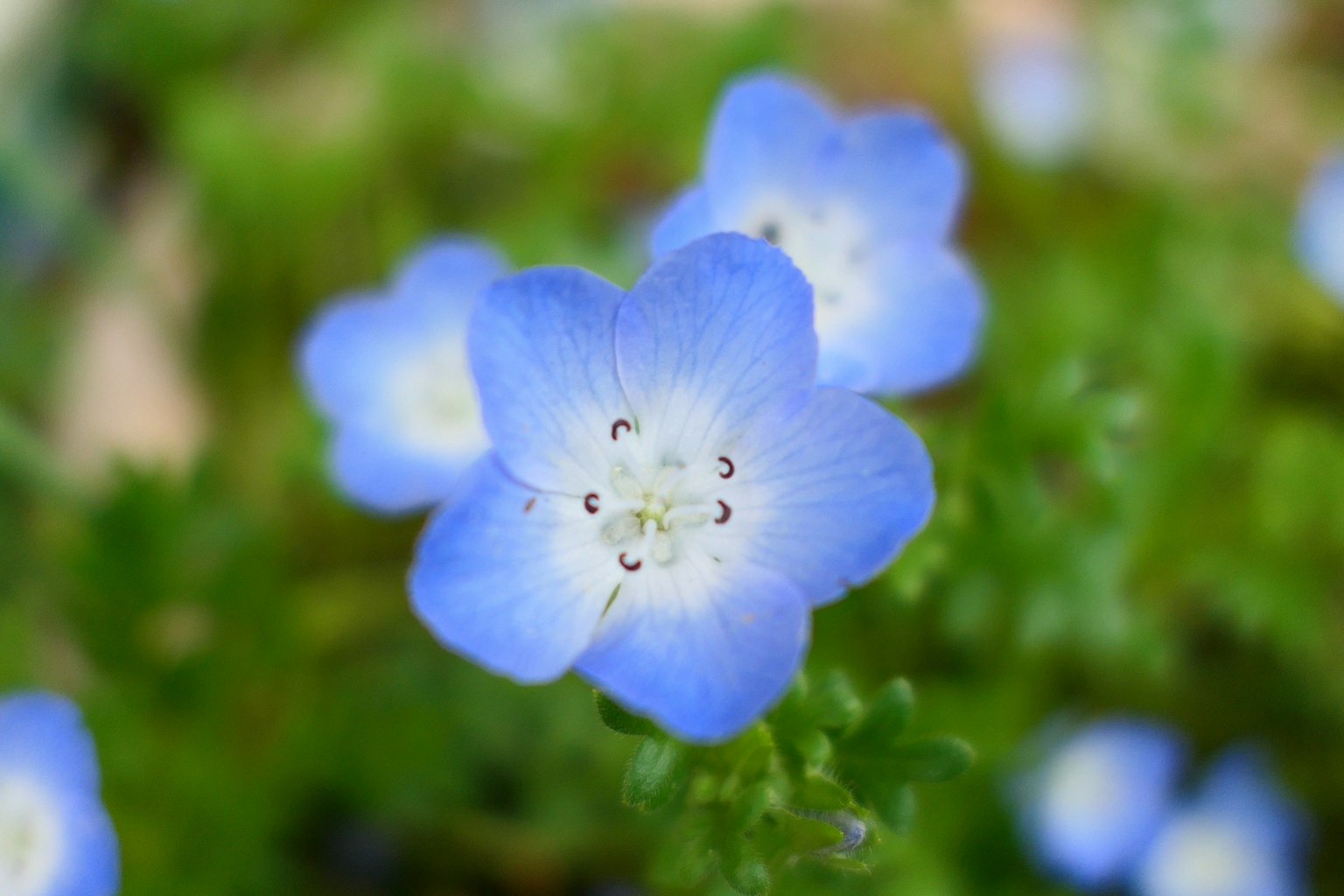 Delicate blue flower with five petals and green foliage