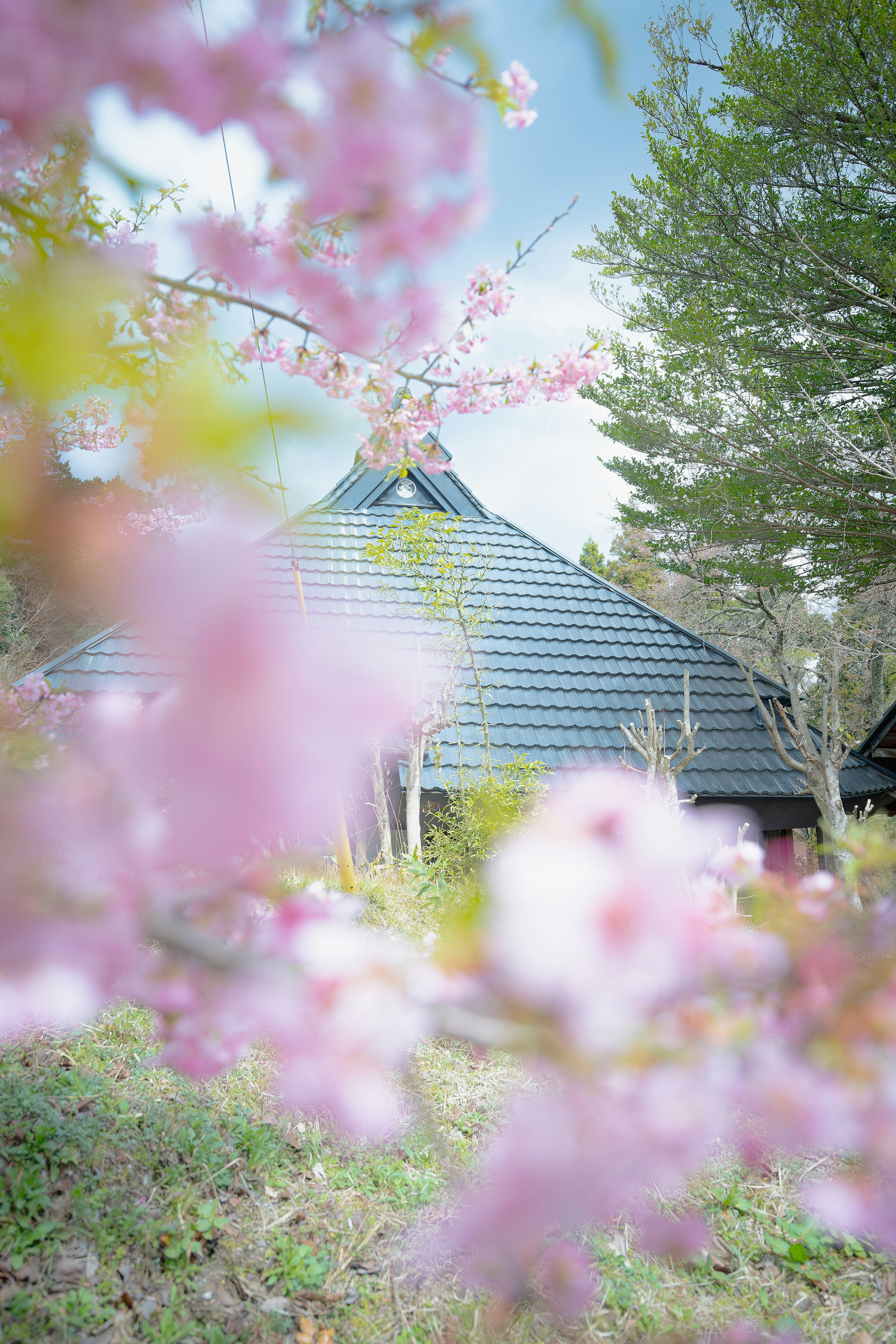 ピンクの花の間から見える屋根のある小さな家