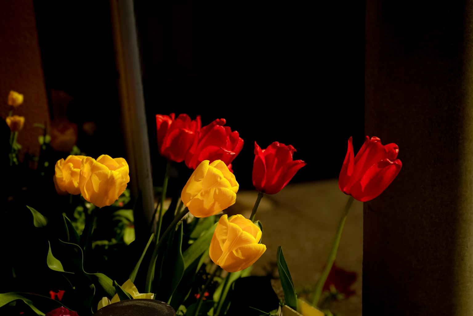 Une scène nocturne avec des tulipes rouges et jaunes disposées ensemble