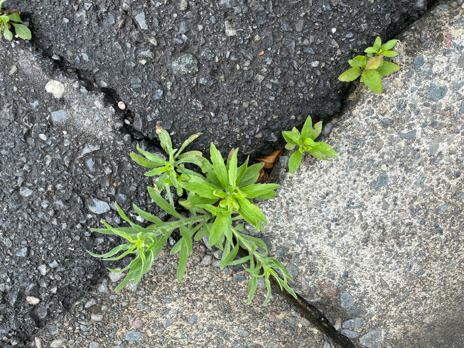 Piante verdi che crescono tra le fessure del pavimento