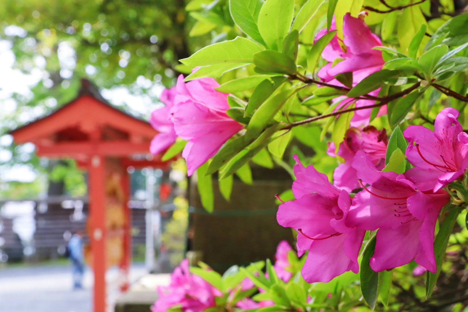 鲜艳的粉色花朵盛开，背景中有红色鸟居