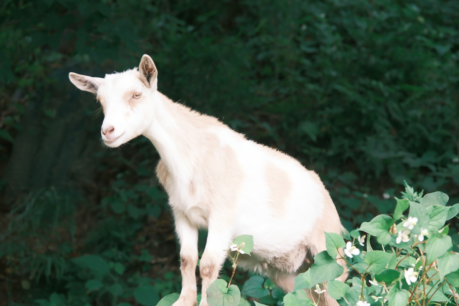 Une chèvre blanche se tenant parmi le feuillage vert
