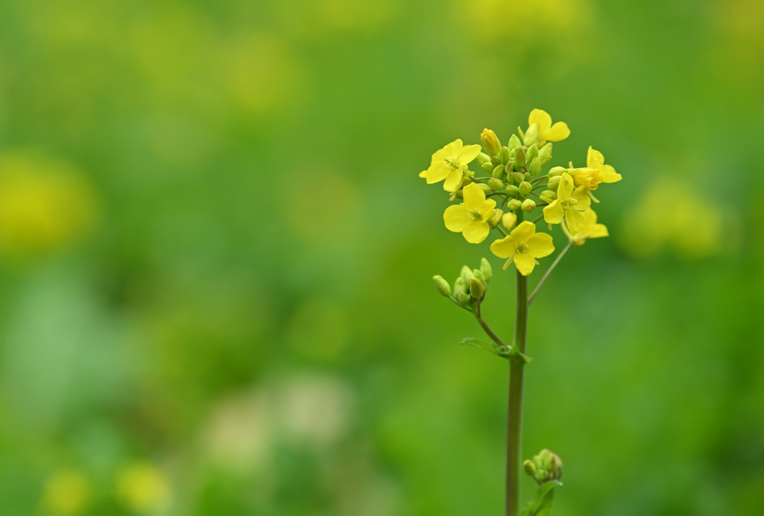Eine Pflanze mit leuchtend gelben Blumen hebt sich vor einem grünen Hintergrund ab