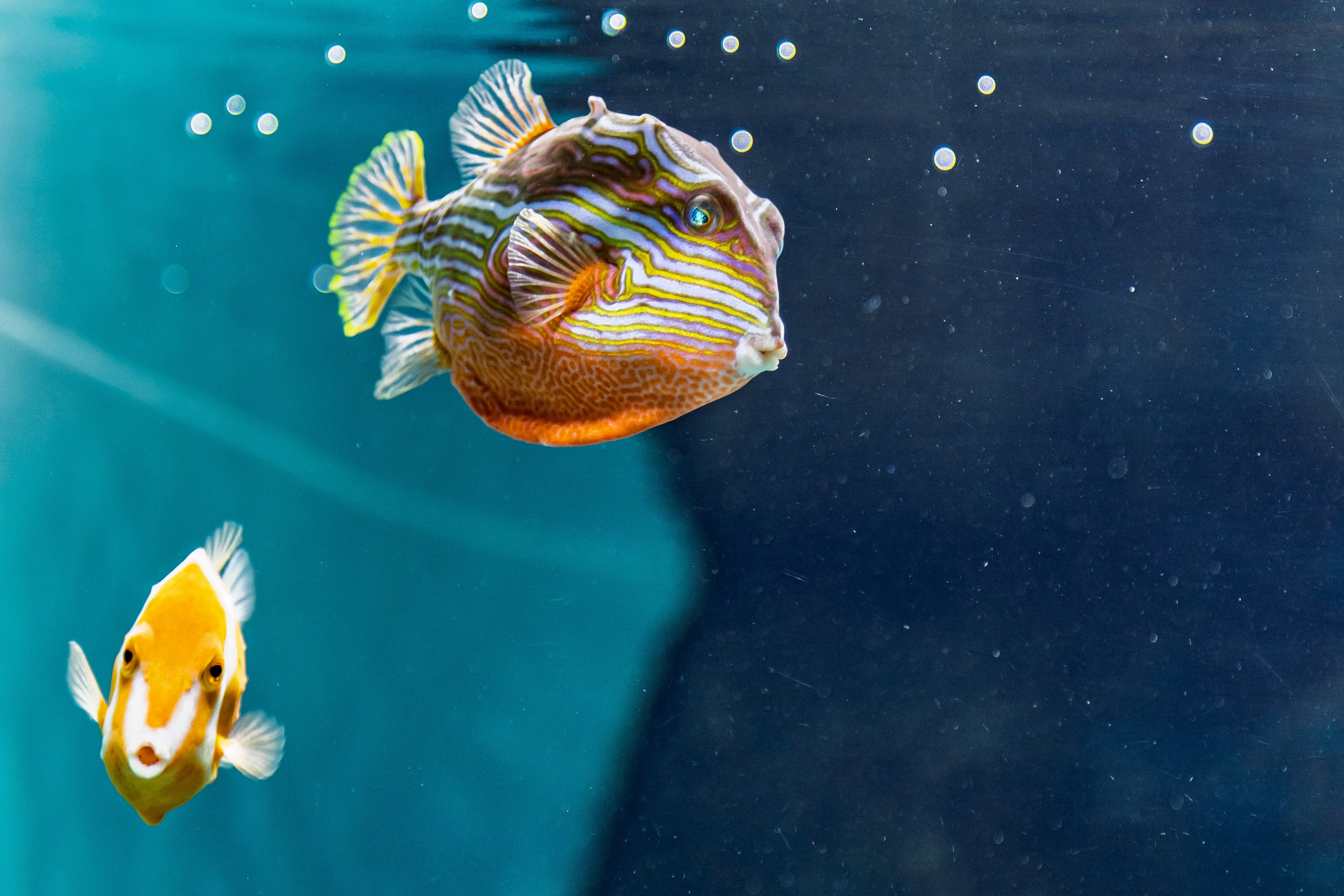 水中を泳ぐカラフルな魚の群れ