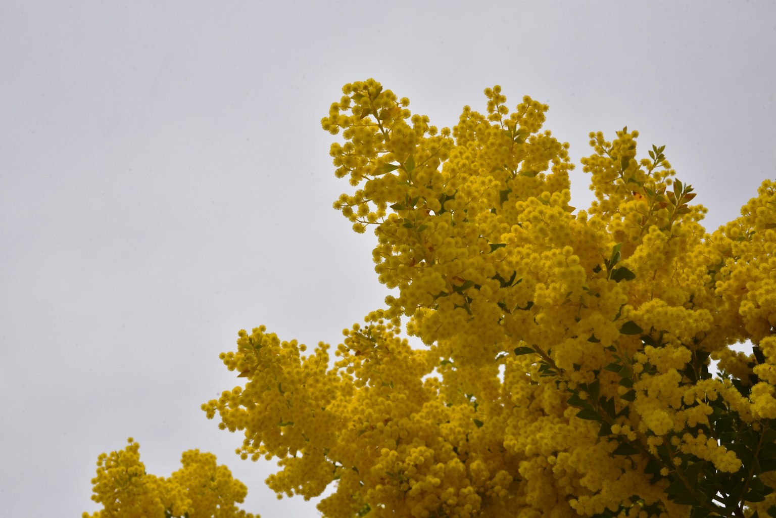 A flowering mimosa tree with bright yellow blossoms against a gray sky