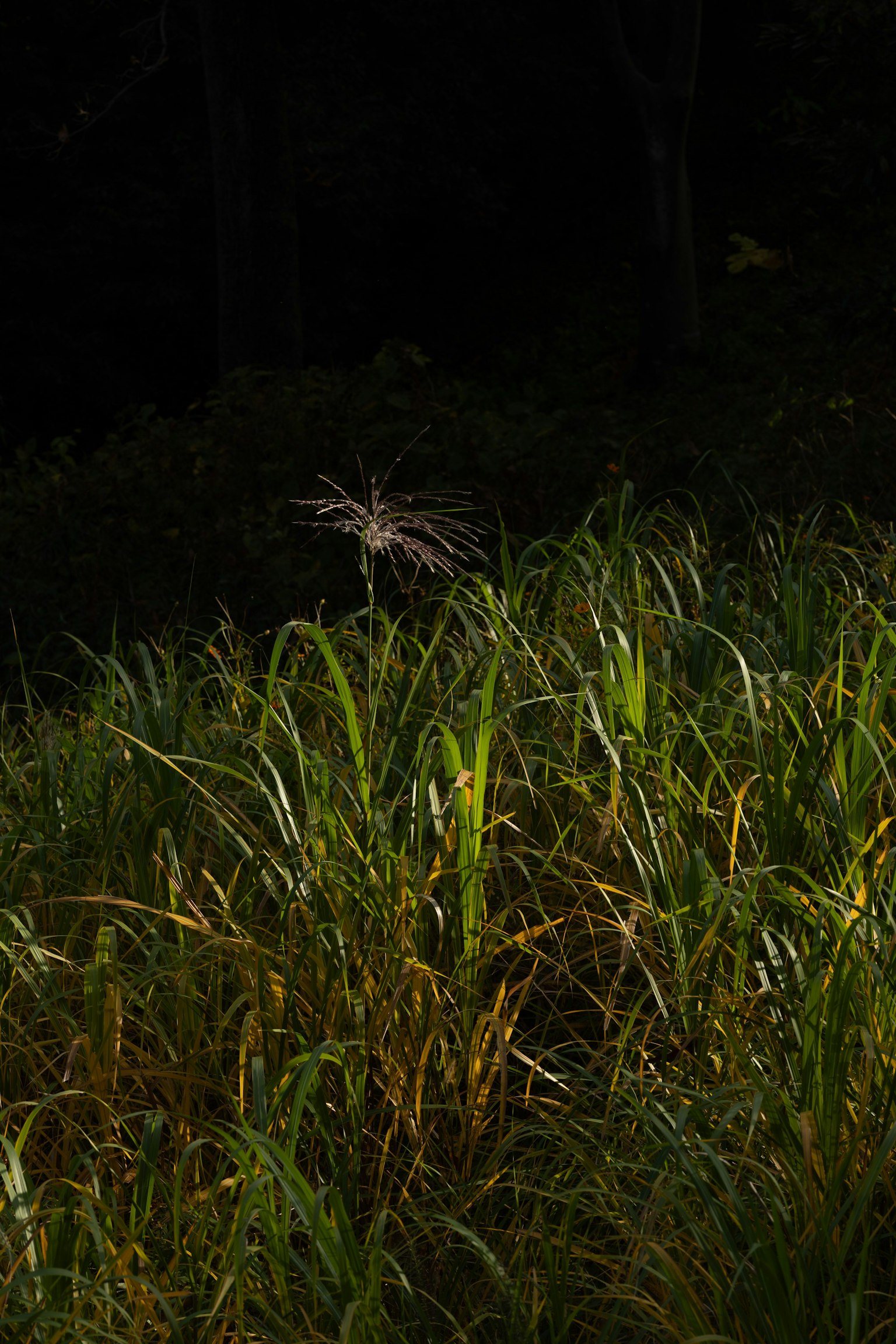 White flower in a grassy field against a dark background