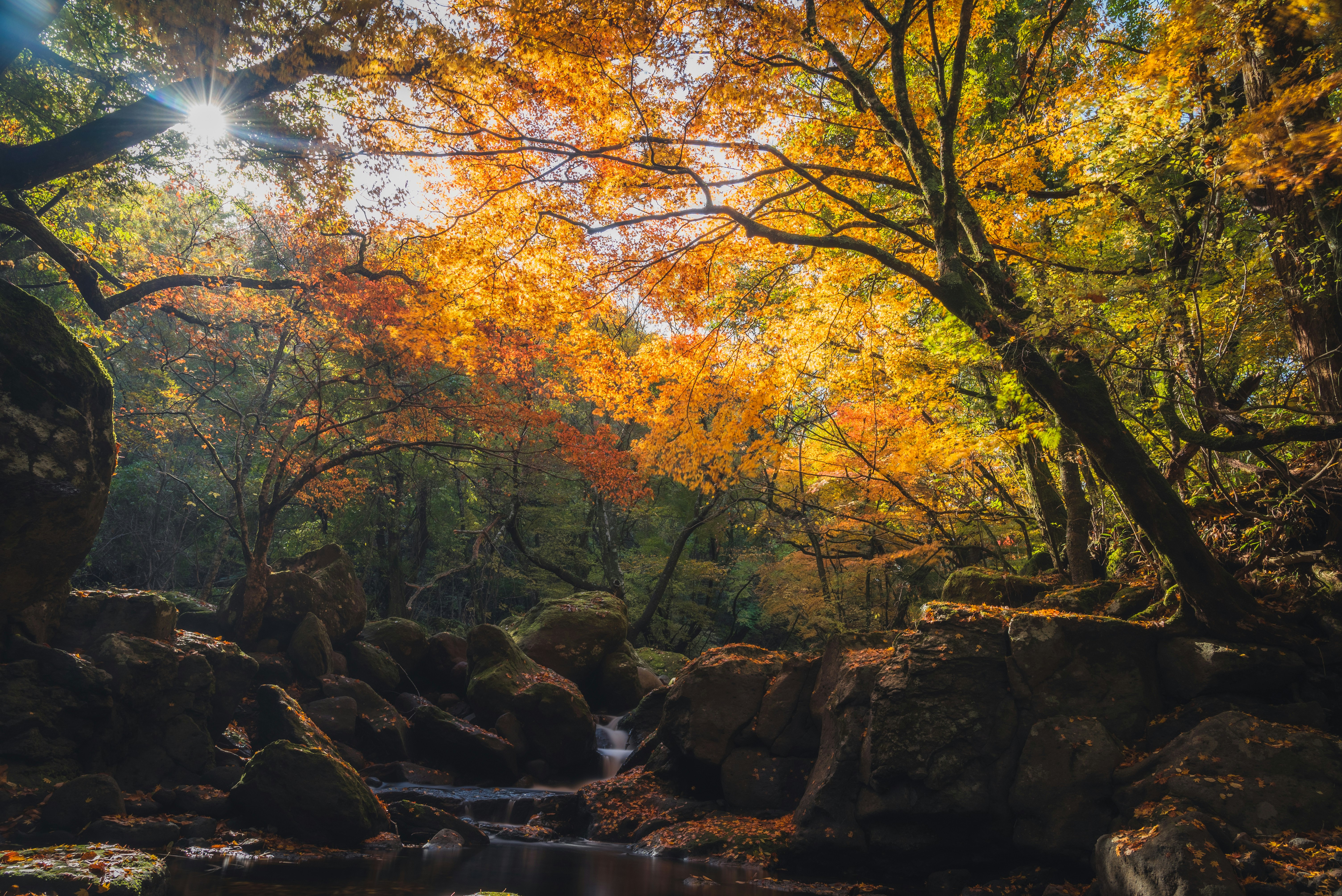 Pemandangan hutan musim gugur dengan pohon maple dan aliran sungai kecil