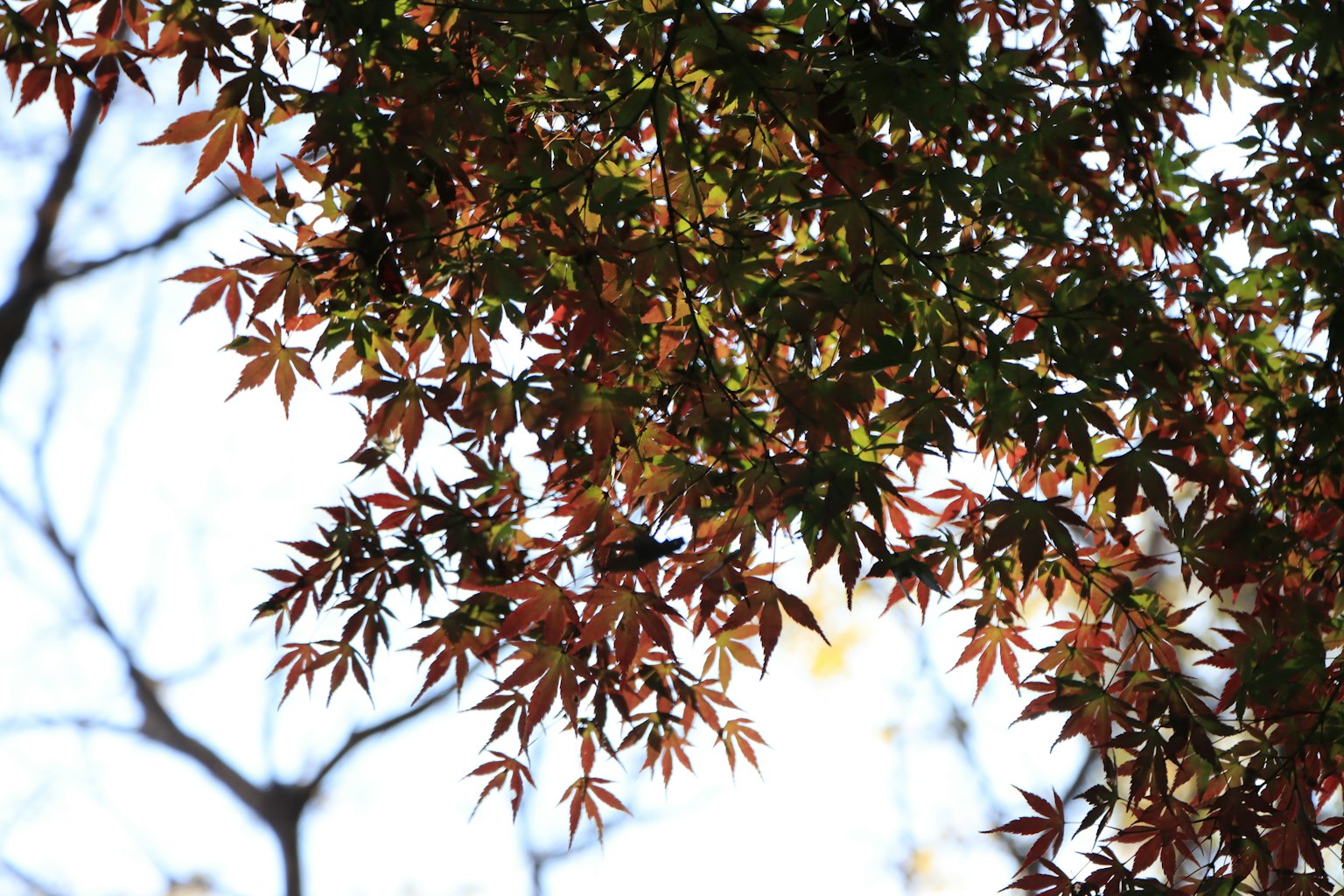 Feuilles d'érable colorées s'étendant sous un ciel bleu