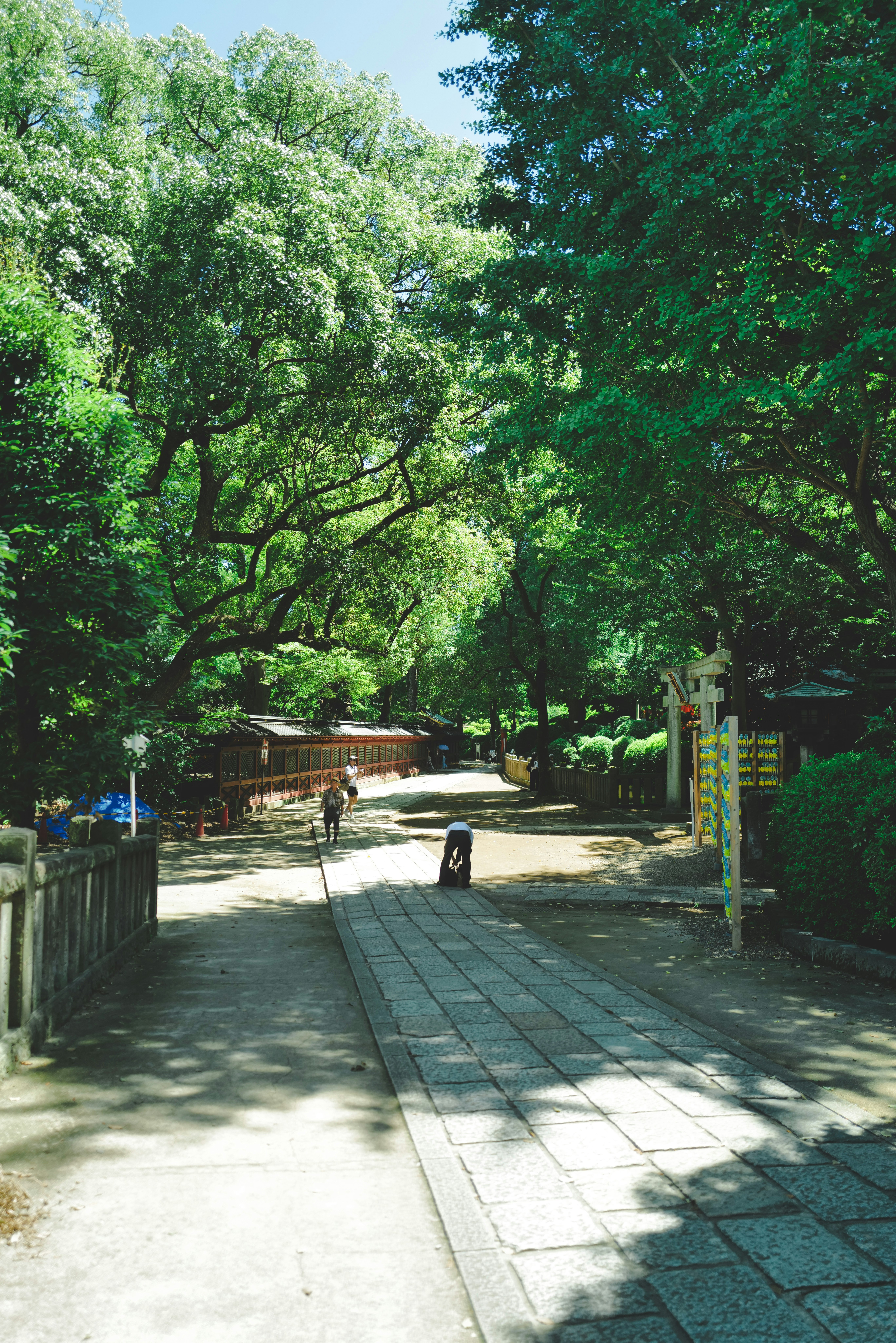 tree-lined walkway path in a park