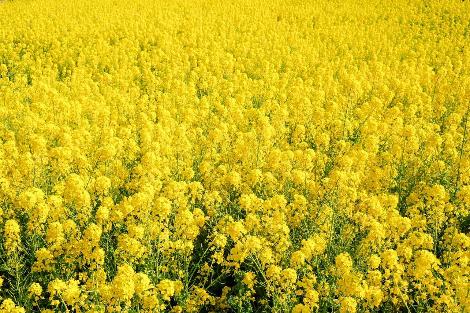 Vaste champ de fleurs jaunes avec une apparence ensoleillée