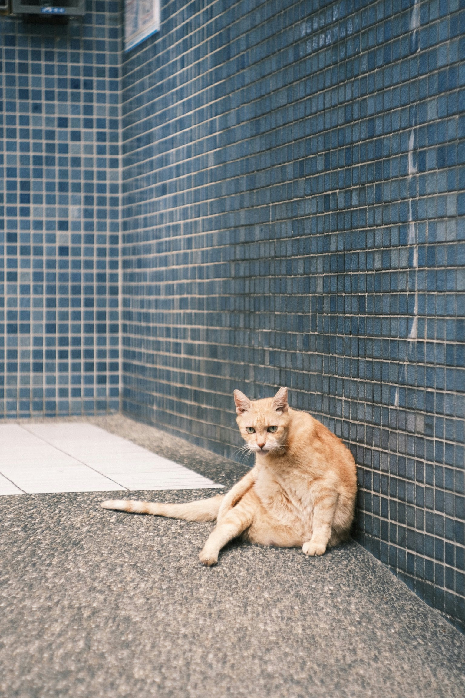 青いタイルの壁の前に座っているオレンジ色の猫