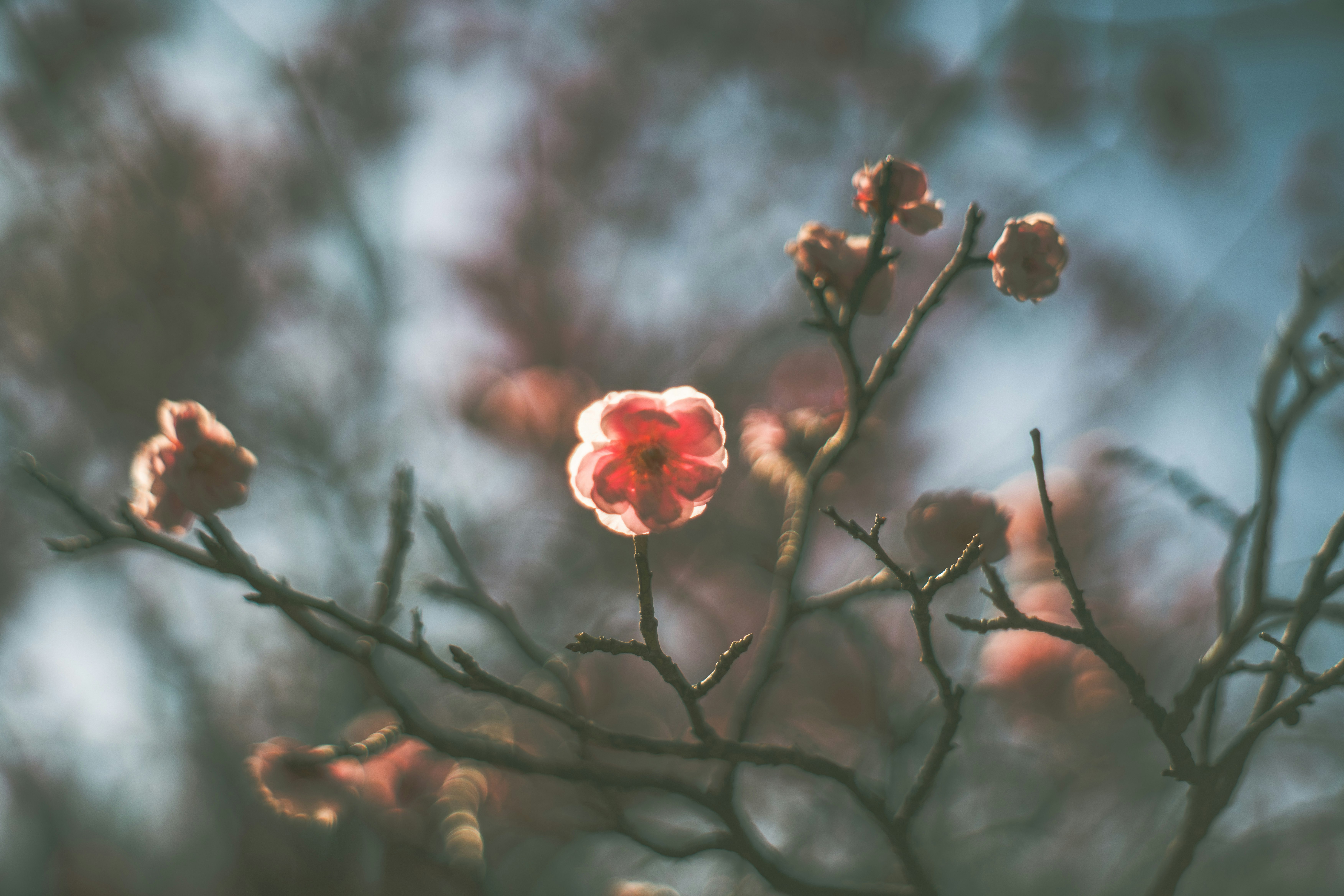 霧の中で咲く花と枝のシルエット