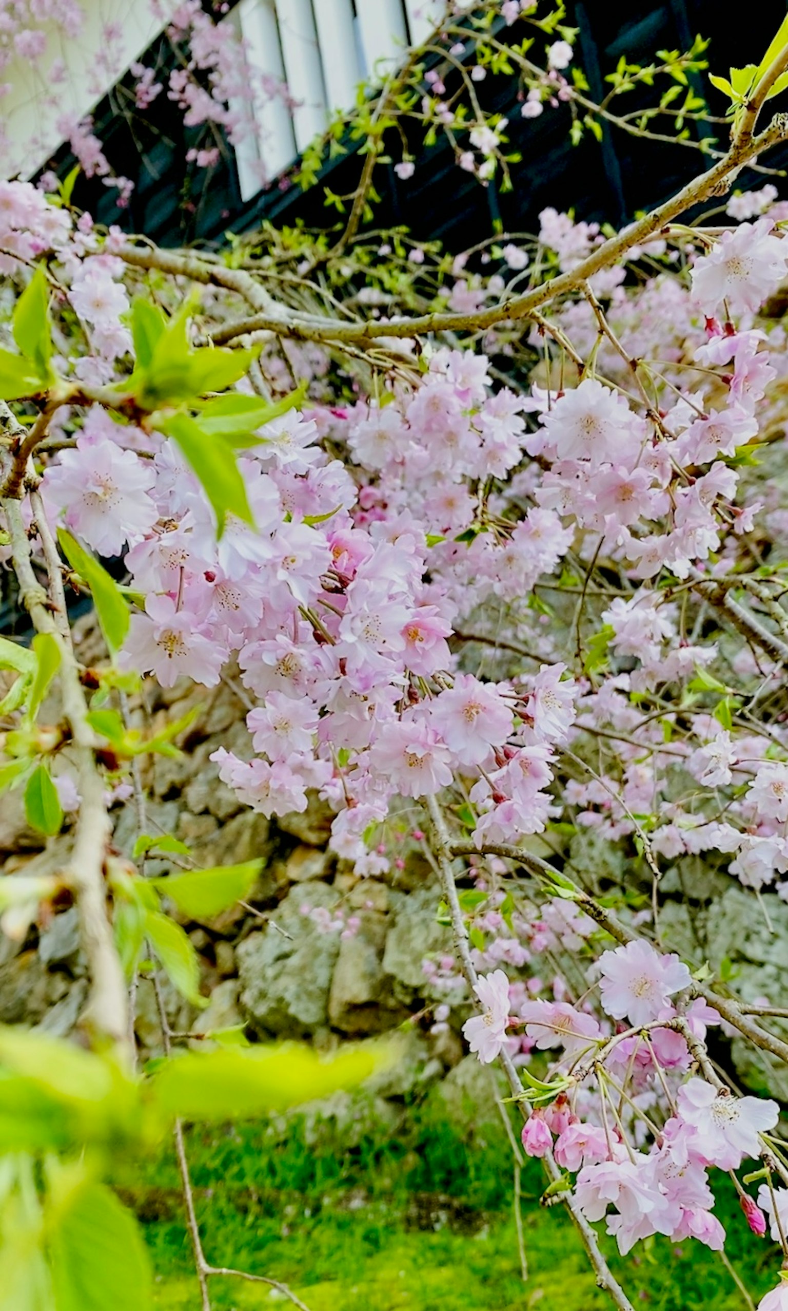 Gros plan de branches de cerisier avec des fleurs roses et des feuilles vertes sur fond de mur en pierre