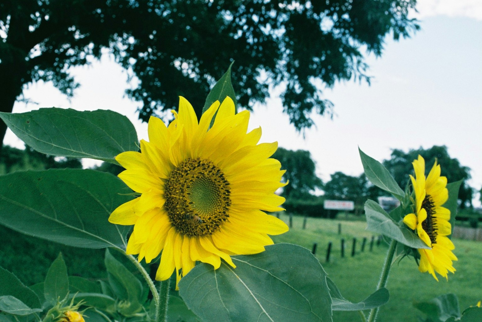 Des tournesols vibrants fleurissant sous un ciel bleu