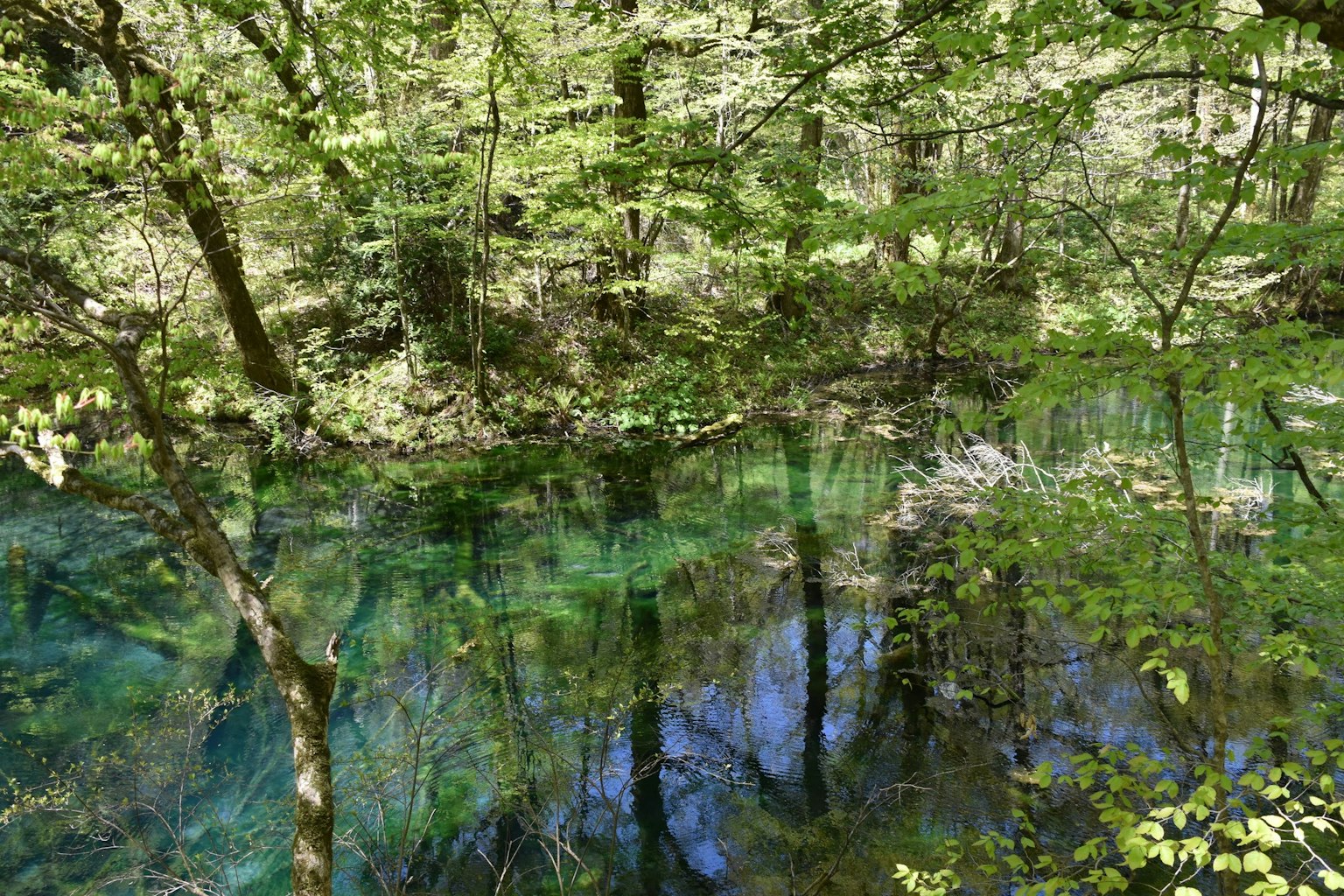 Üppiger grüner Wald mit Reflexionen von Bäumen auf der Wasseroberfläche