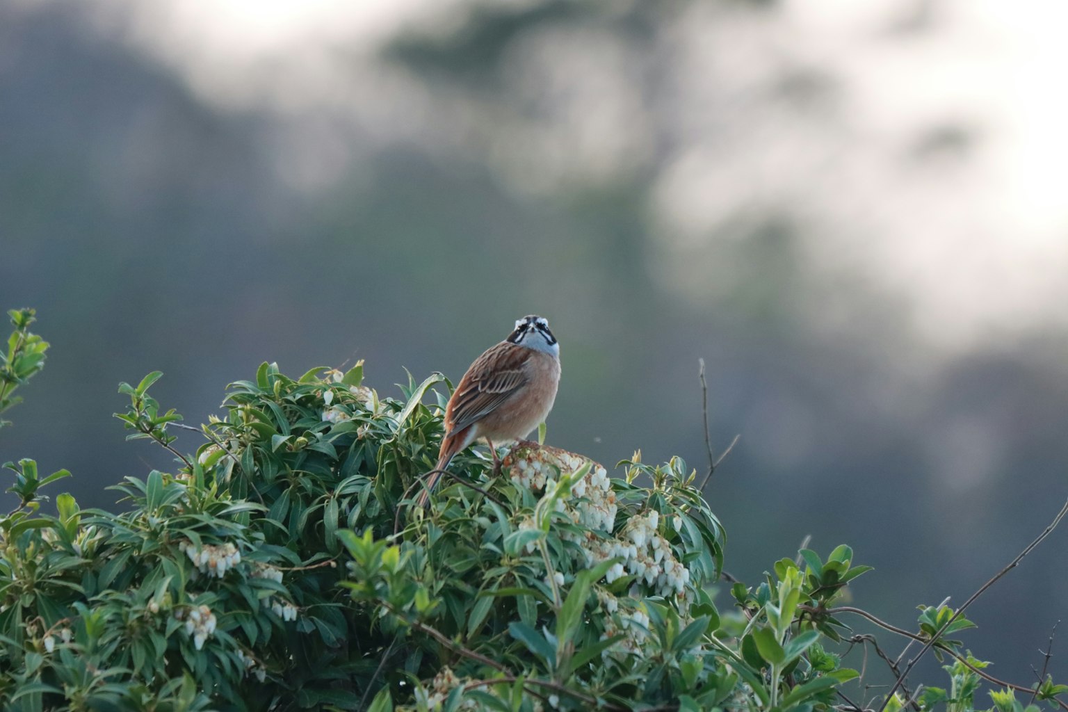 Ein kleiner Vogel auf einem Busch sitzend