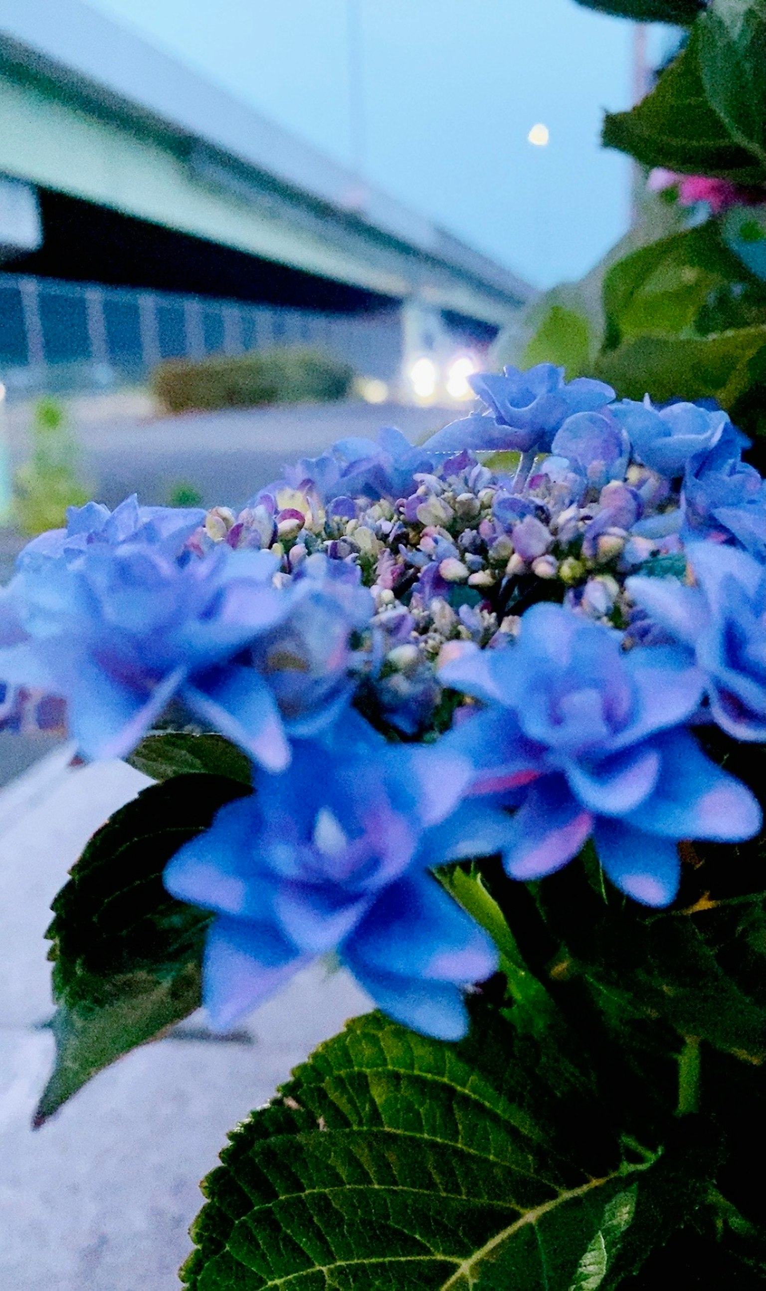 蓝色绣球花的特写，背景有一座桥