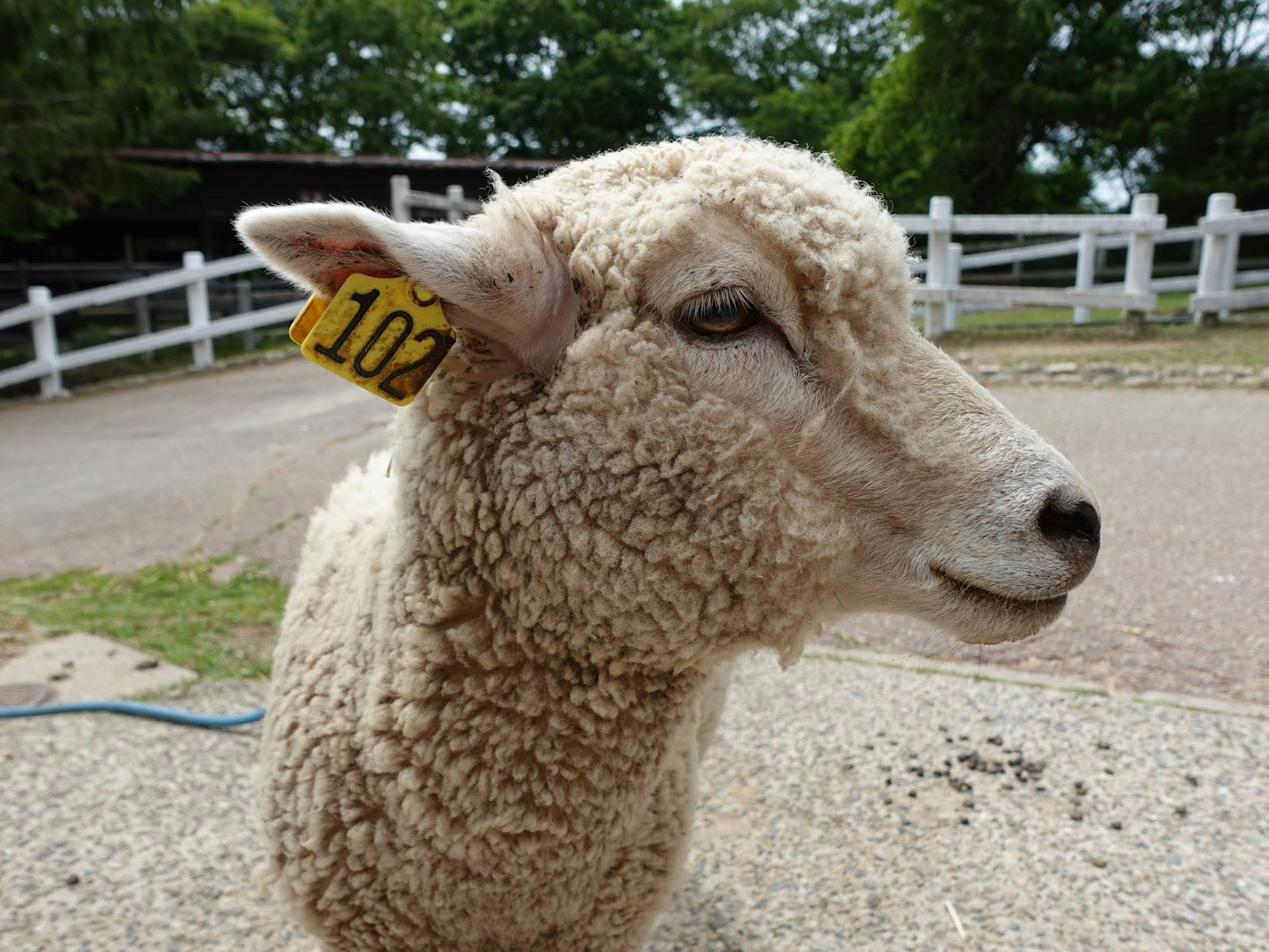 Gros plan sur le visage d'un mouton avec une étiquette d'identification 102