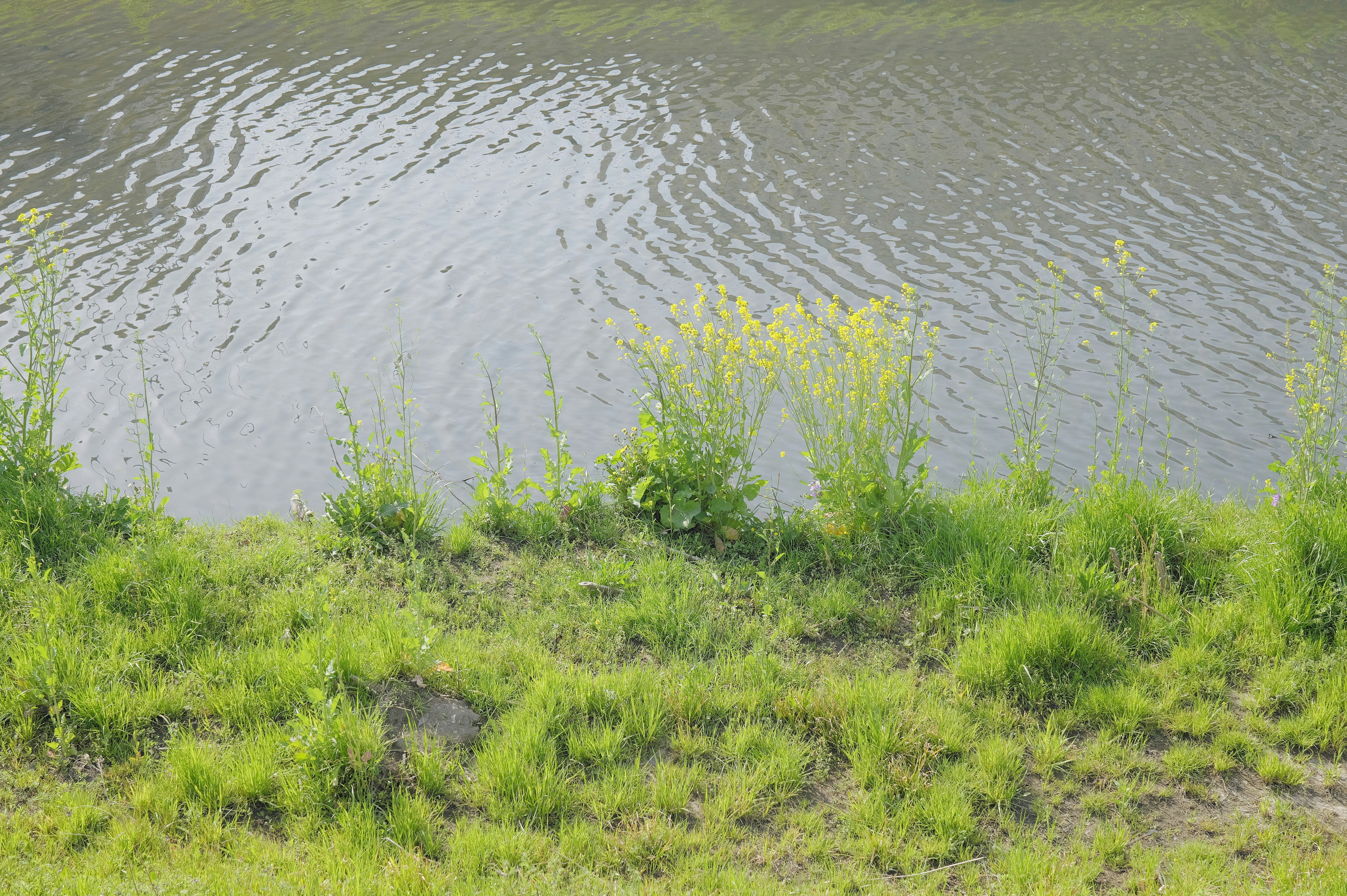 水边盛开的油菜花草地 画像