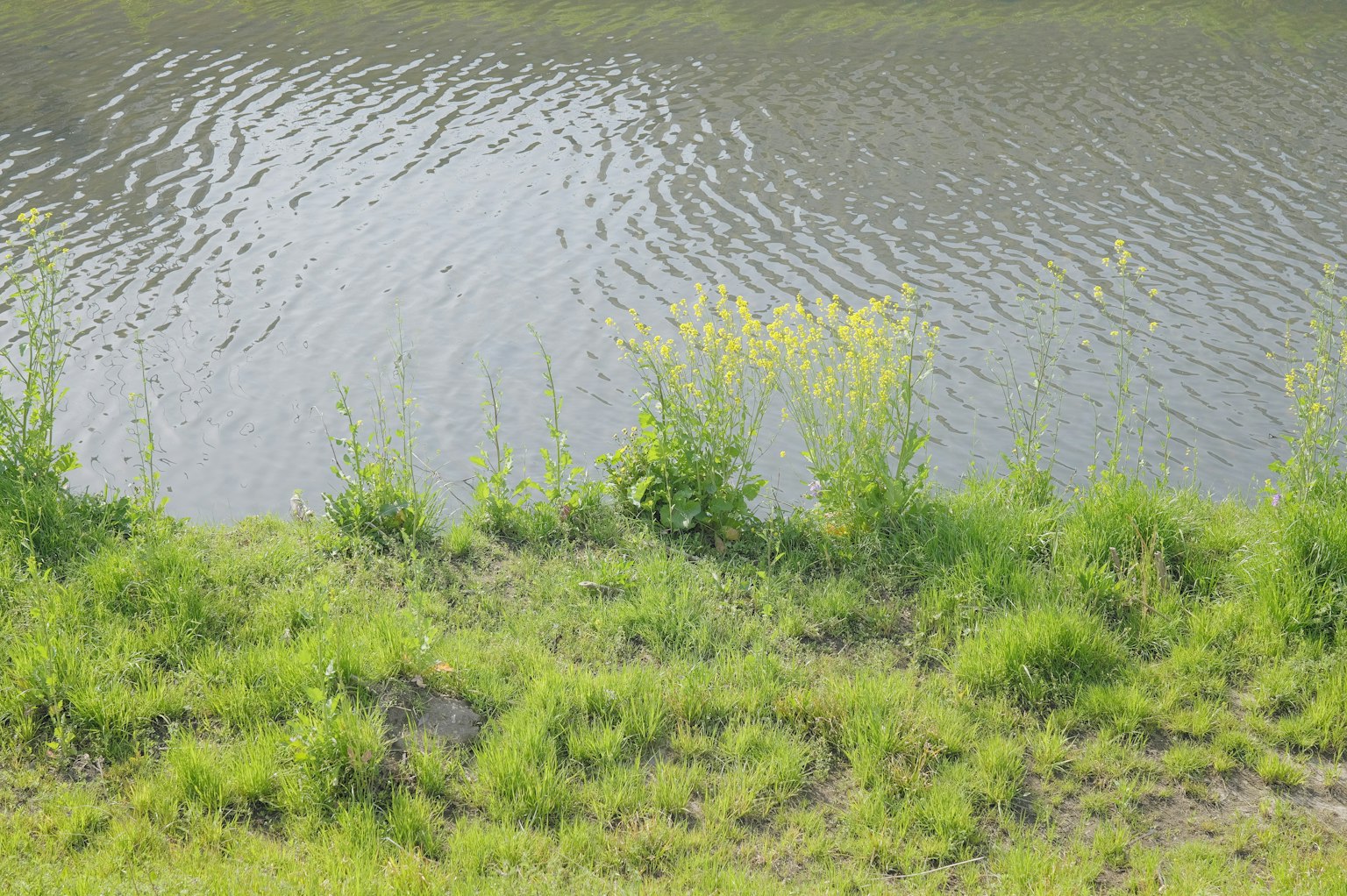 Hierba verde exuberante a lo largo de una superficie de agua tranquila que refleja la luz