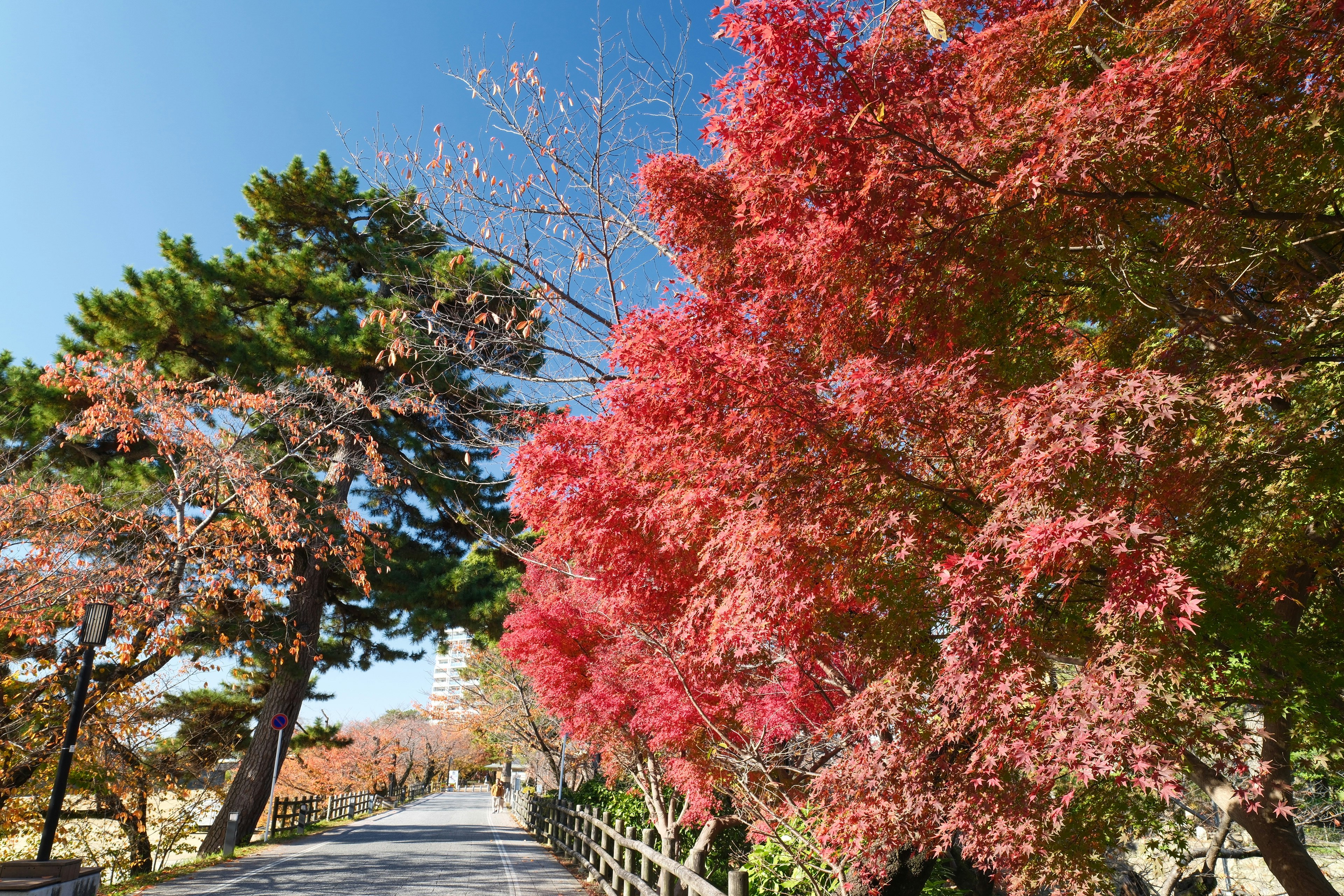 岡崎城公園の紅葉並木と青空